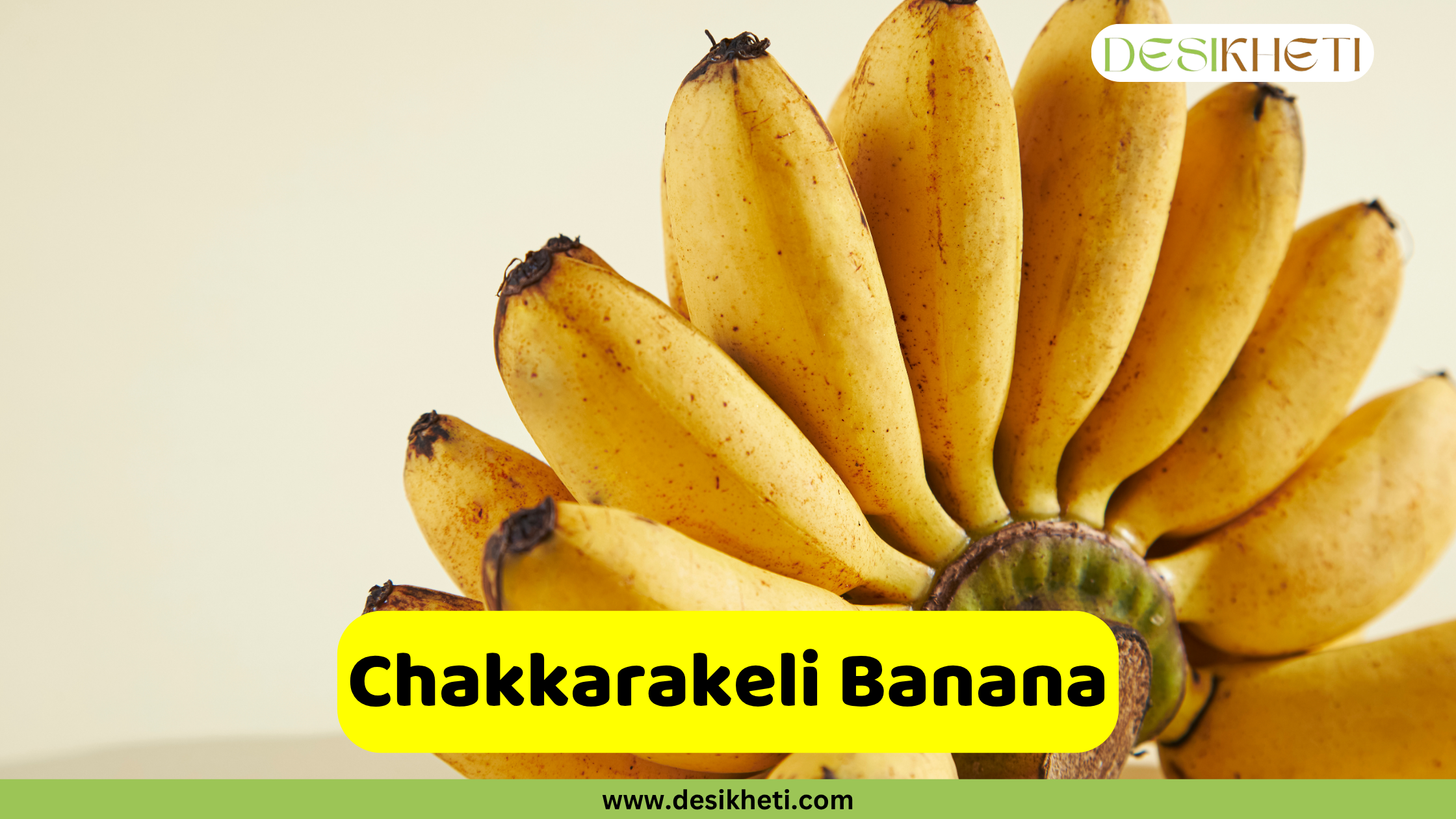 
A bunch of ripe, yellow Chakkarakeli bananas, an Indian variety known for its sweetness. The name "Chakkarakeli Banana" is displayed in a yellow box at the bottom, with the website "www.desikheti.com" also visible.