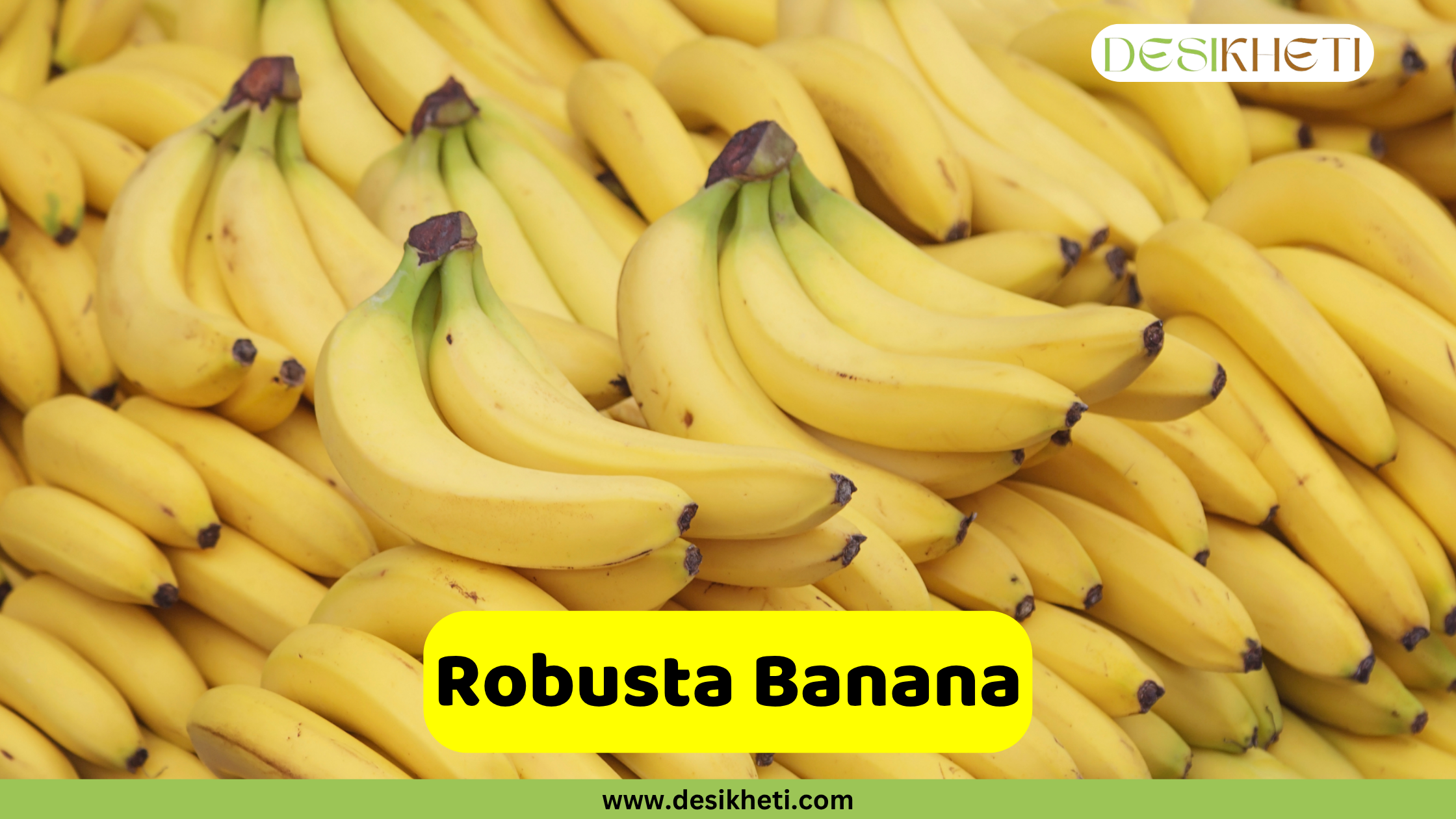 
A large pile of bright yellow Robusta bananas, a well-known variety in India. The text "Robusta Banana" is prominently displayed in a yellow box at the bottom, with the website "www.desikheti.com" also visible.