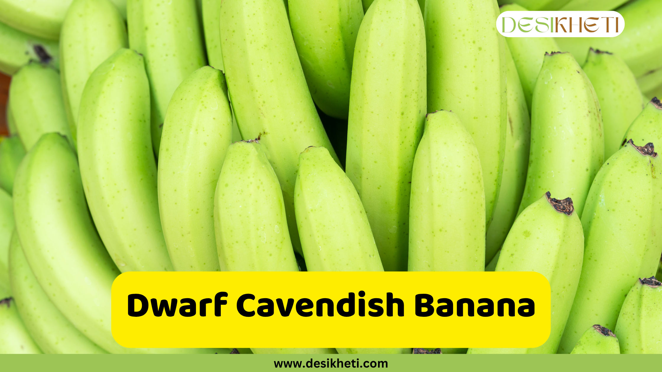 
A close-up view of numerous green, unripe Dwarf Cavendish bananas, a popular variety cultivated in India. The name "Dwarf Cavendish Banana" is displayed in a yellow box, with the website "www.desikheti.com" at the bottom.