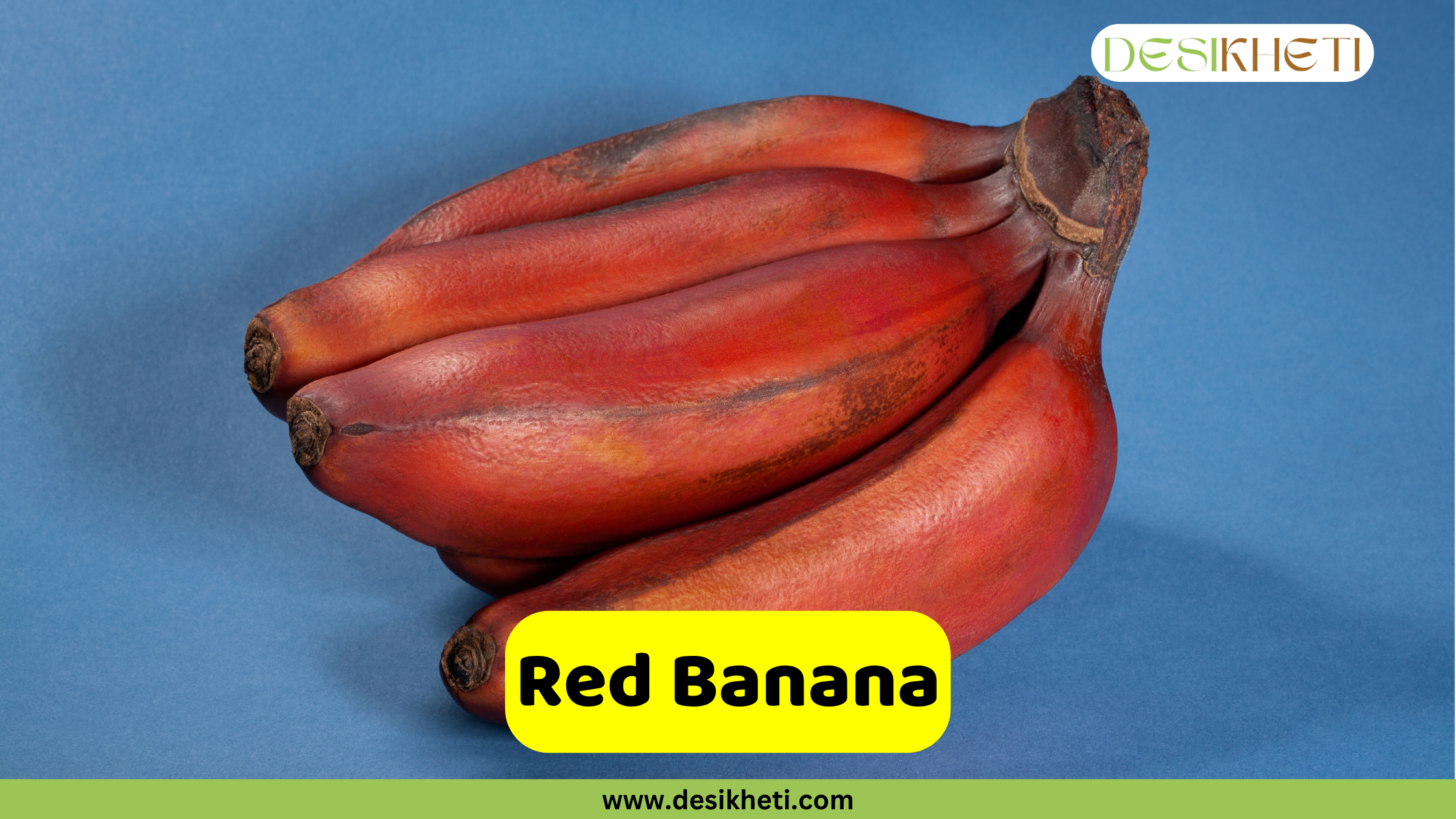 
A bunch of Red Bananas, a variety known for its distinctive reddish-purple skin, set against a blue background. The text "Red Banana" is shown in a yellow box, with the website "www.desikheti.com" also visible at the bottom.