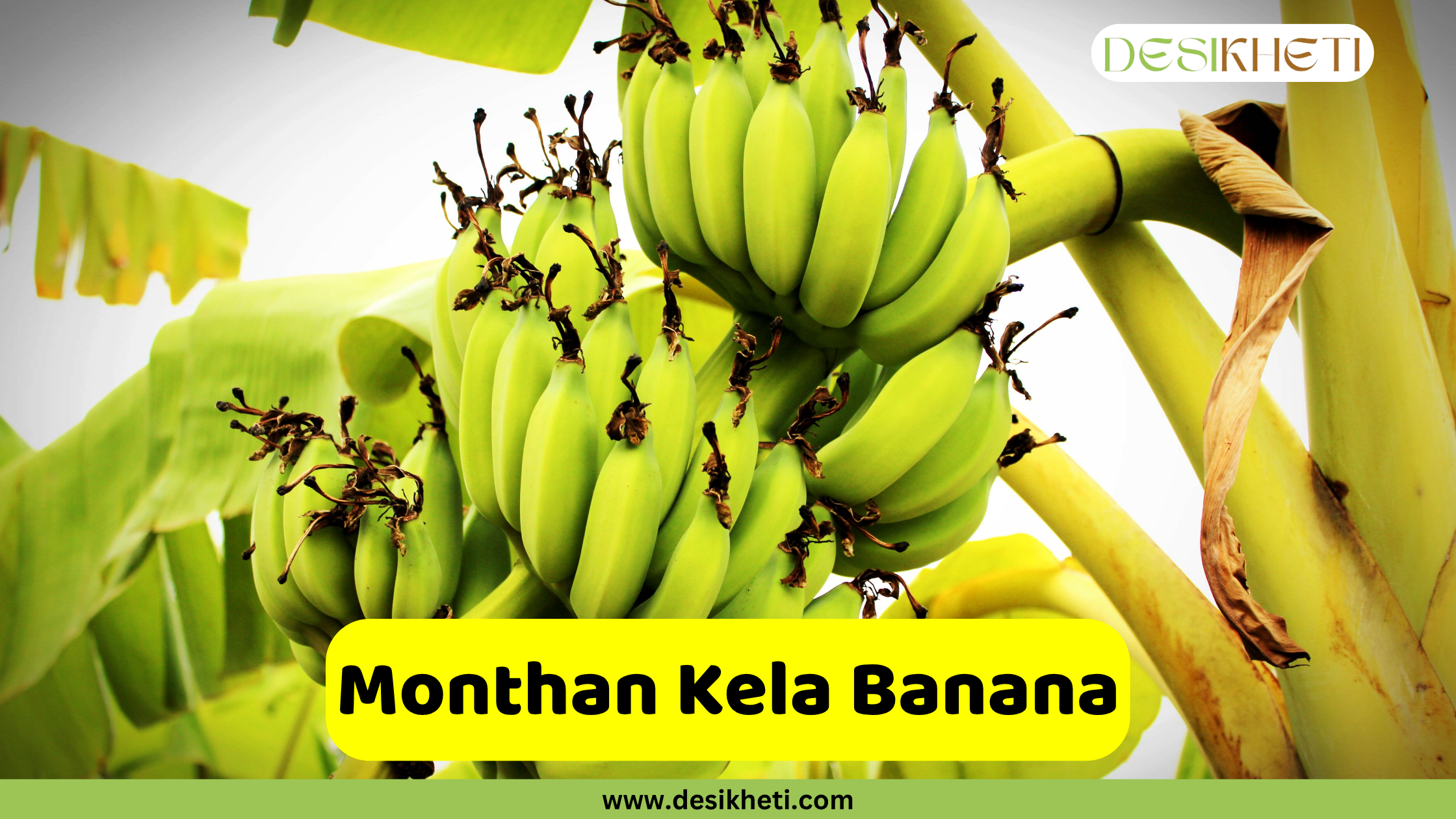 A bunch of green, unripe Monthan Kela bananas hanging from a banana plant. The text "Monthan Kela Banana" is shown in a yellow box at the bottom, with the website "www.desikheti.com" also visible.