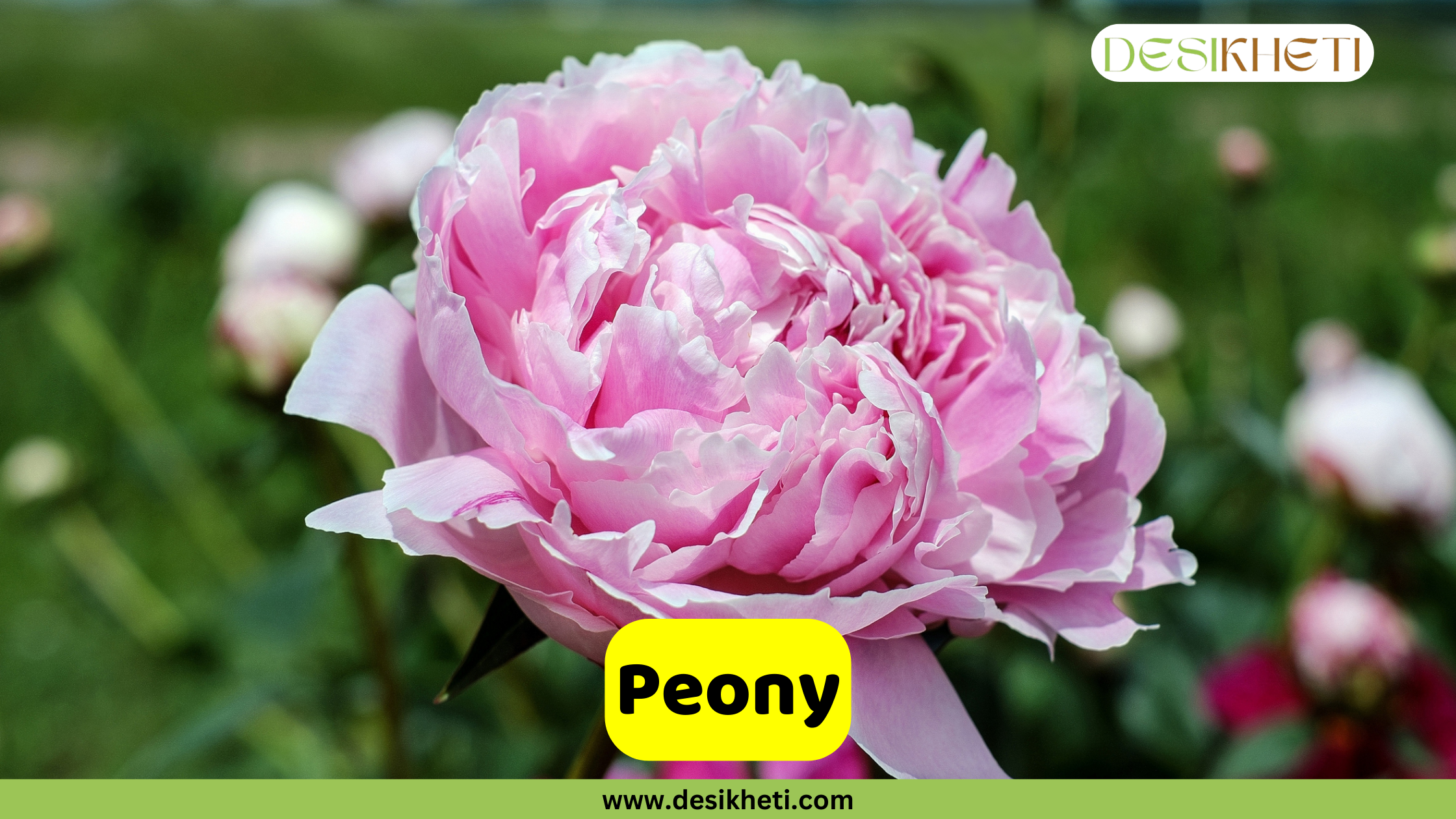 Peony
A close-up of a large, lush Peony with soft pink and white petals. The flower is in full bloom, with a multi-layered appearance. A yellow banner with the text "Peony" is at the bottom. The logo "DESIKHETI" is in the top right corner and the website "www.desikheti.com" is at the bottom of the image.