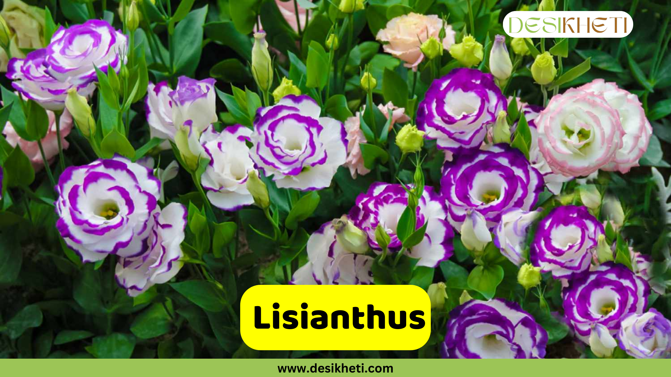Lisianthus
A field of white Lisianthus flowers with purple edges on their petals, interspersed with green leaves. Some pink and light-colored flower buds are also visible. A yellow banner with the text "Lisianthus" is at the bottom. The logo "DESIKHETI" is in the top right corner and the website "www.desikheti.com" is at the bottom of the image.