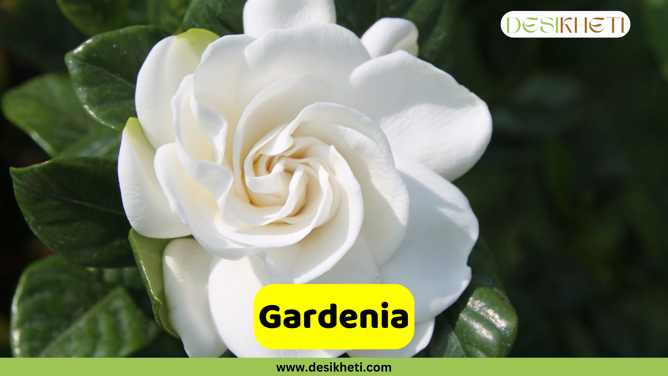 Gardenia
A close-up of a perfectly formed, white Gardenia flower with multiple layers of petals, surrounded by dark green leaves. A yellow banner with the text "Gardenia" is at the bottom. The logo "DESIKHETI" is in the top right corner and the website "www.desikheti.com" is at the bottom of the image.