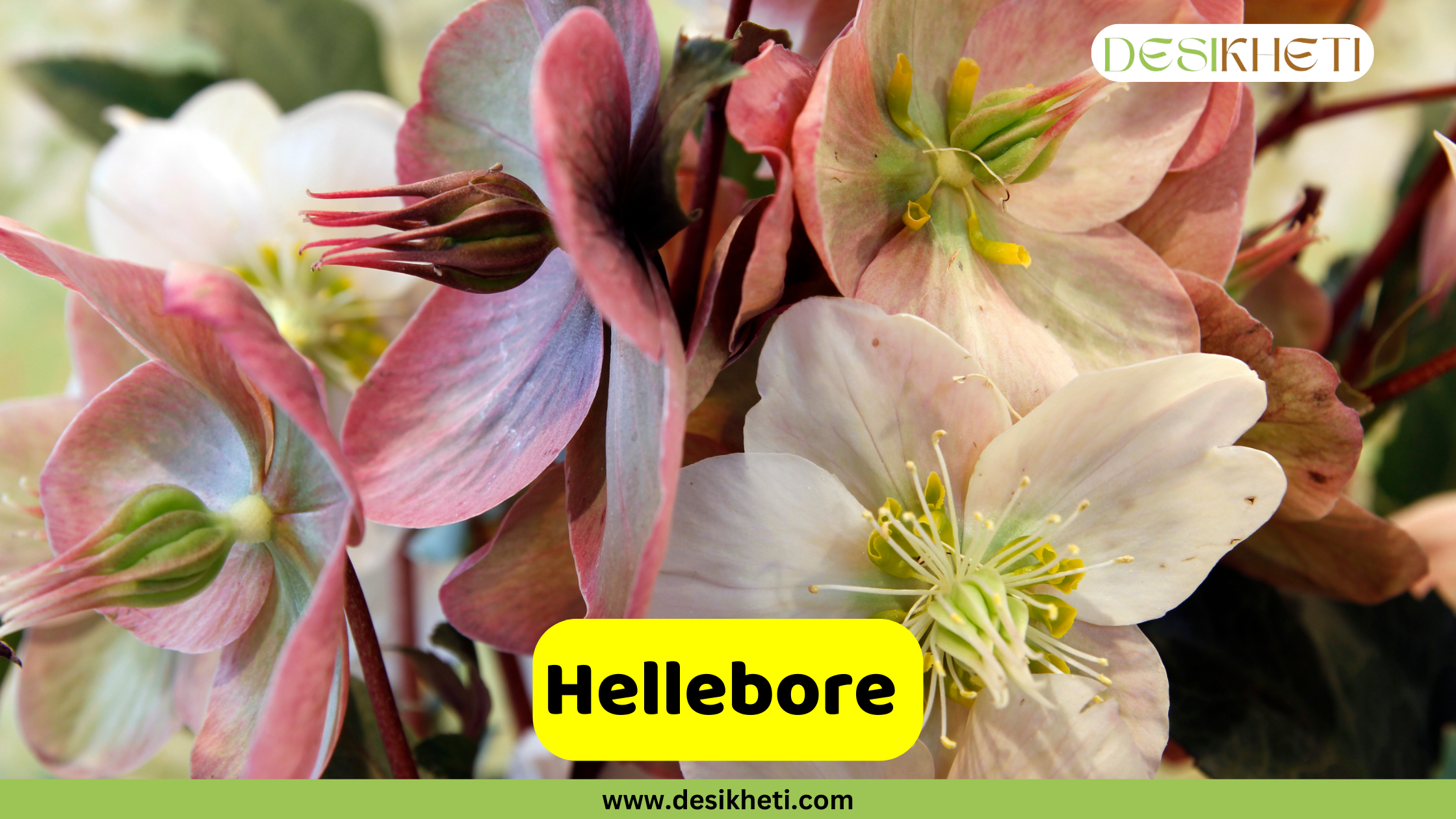 Hellebore
A cluster of Hellebore flowers, also known as Christmas roses, in shades of white, light pink, and deep rose with prominent yellow stamens. A yellow banner with the text "Hellebore" is at the bottom. The logo "DESIKHETI" is in the top right corner and the website "www.desikheti.com" is at the bottom of the image.