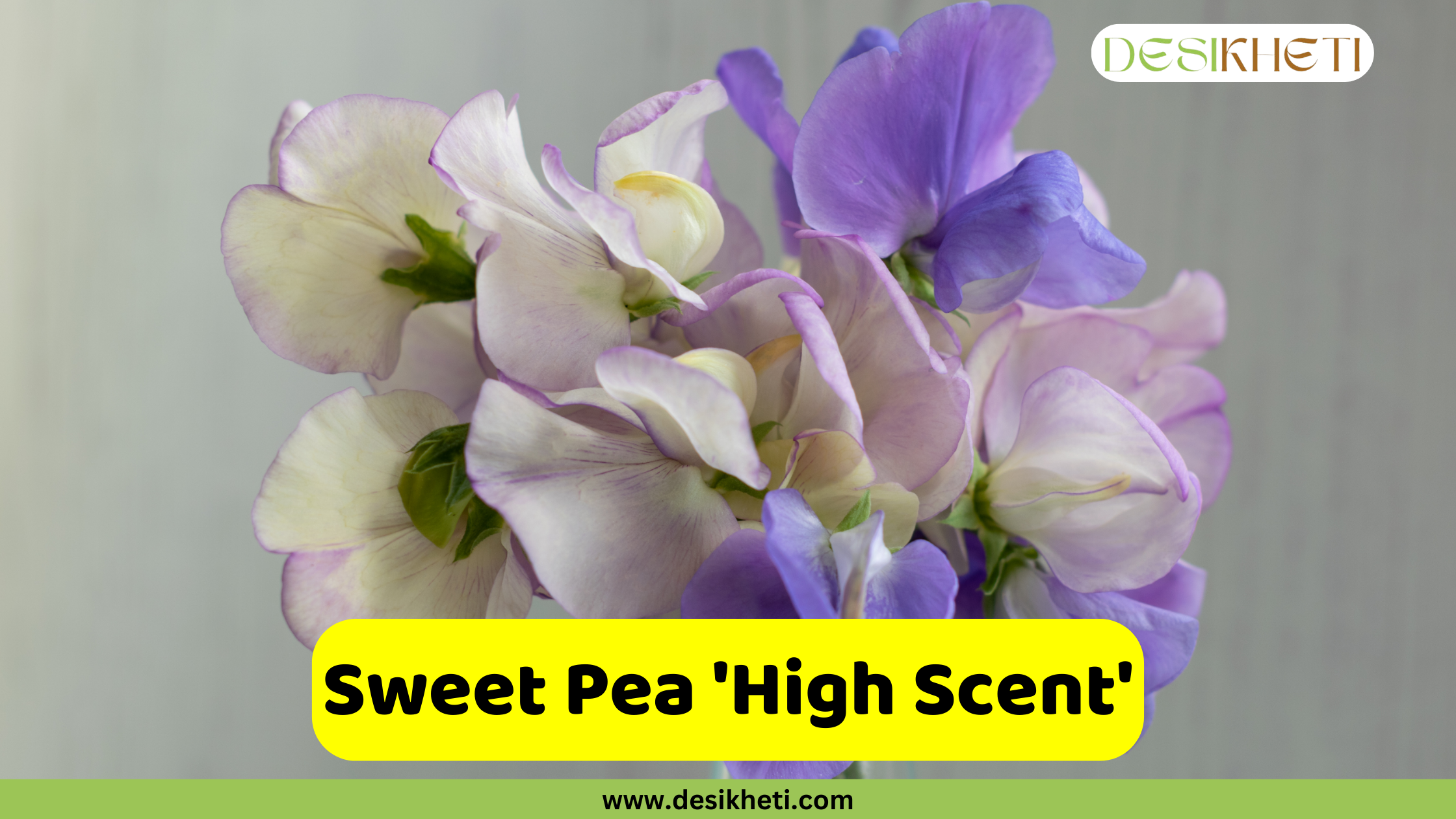 Sweet Pea
A bunch of delicate Sweet Pea 'High Scent' flowers with petals in shades of light purple, lavender, and white. The flowers have a wispy, butterfly-like shape. A yellow banner with the text "Sweet Pea 'High Scent'" is at the bottom. The logo "DESIKHETI" is in the top right corner and the website "www.desikheti.com" is at the bottom of the image.