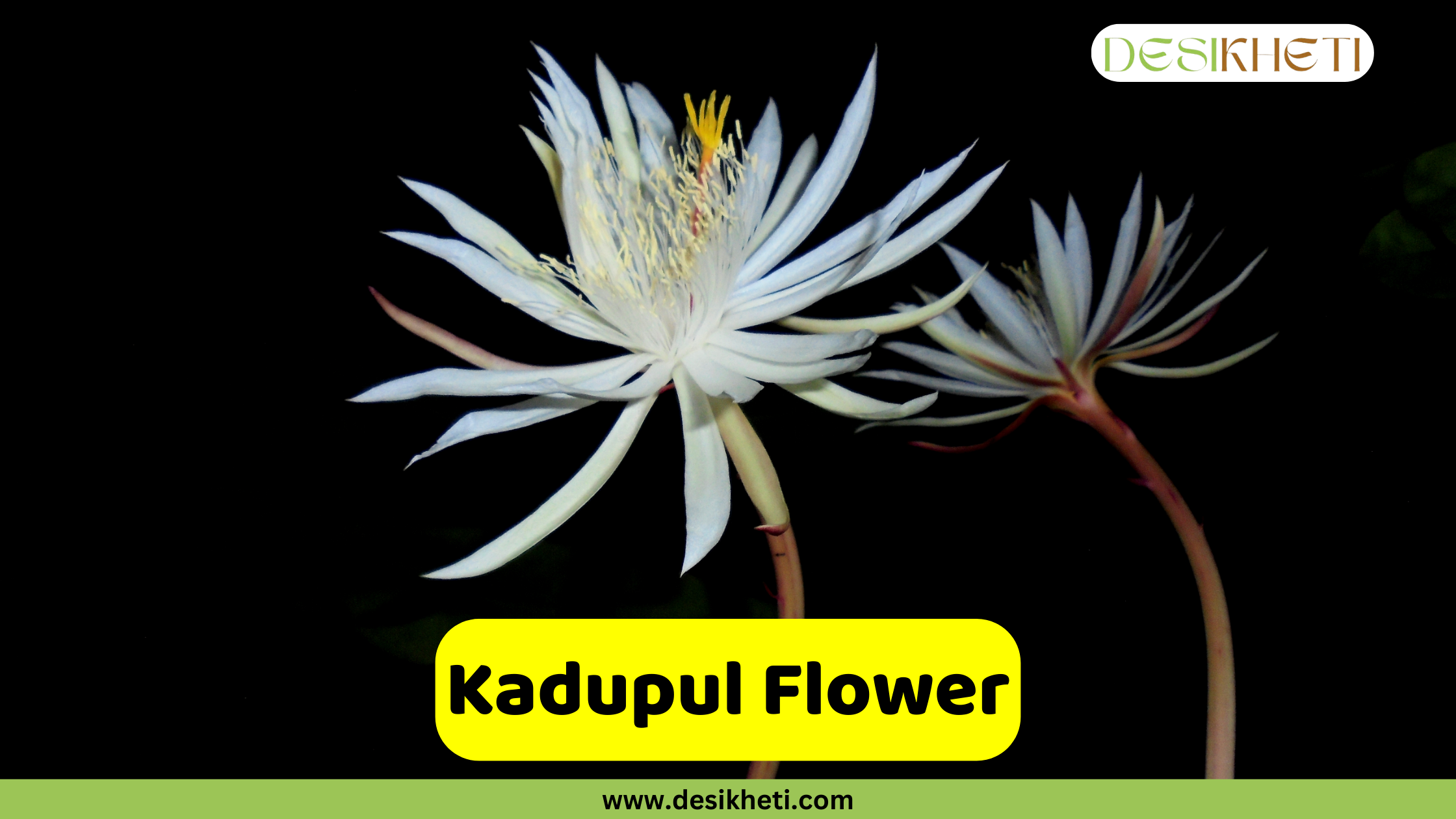 Kadupul Flower
A nocturnal Kadupul Flower, a type of cactus flower, blooming with delicate, spidery white petals and a yellow center against a dark, black background. A second, smaller bloom is visible behind it. A yellow banner with the text "Kadupul Flower" is at the bottom. The logo "DESIKHETI" is in the top right corner and the website "www.desikheti.com" is at the bottom of the image.