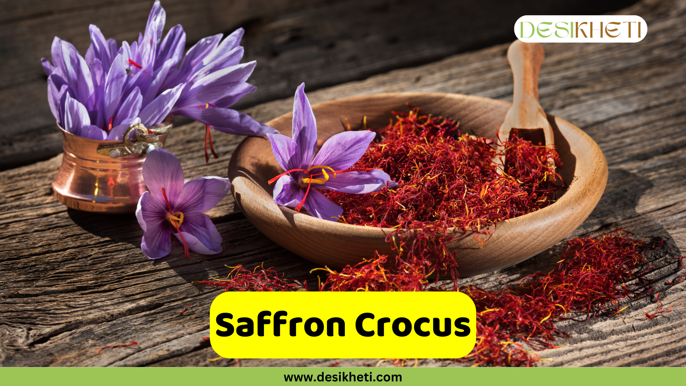 Saffron Crocus
A still life featuring Saffron Crocus flowers and a bowl of dried saffron threads. A small copper pot holds several purple Saffron Crocus flowers, while one loose flower sits on the rustic wooden table next to a wooden bowl overflowing with vibrant red saffron threads and a small wooden scoop. A yellow banner with the text "Saffron Crocus" is at the bottom. The logo "DESIKHETI" is in the top right corner and the website "www.desikheti.com" is at the bottom of the image.