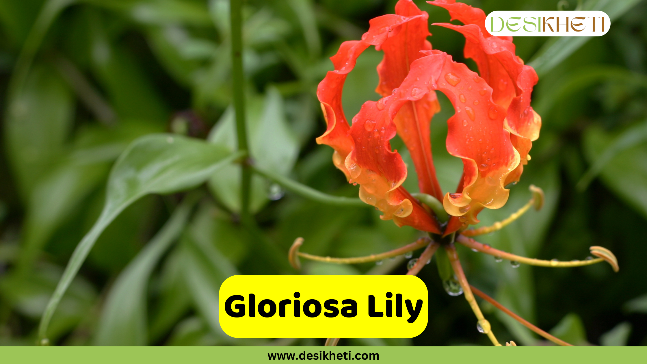 Gloriosa Lily
A vibrant close-up of a Gloriosa Lily, also known as a Flame Lily, with curled, red-to-orange petals and prominent stamens. Water droplets are visible on the petals and leaves. A yellow banner with the text "Gloriosa Lily" is at the bottom. The logo "DESIKHETI" is in the top right corner and the website "www.desikheti.com" is at the bottom of the image.