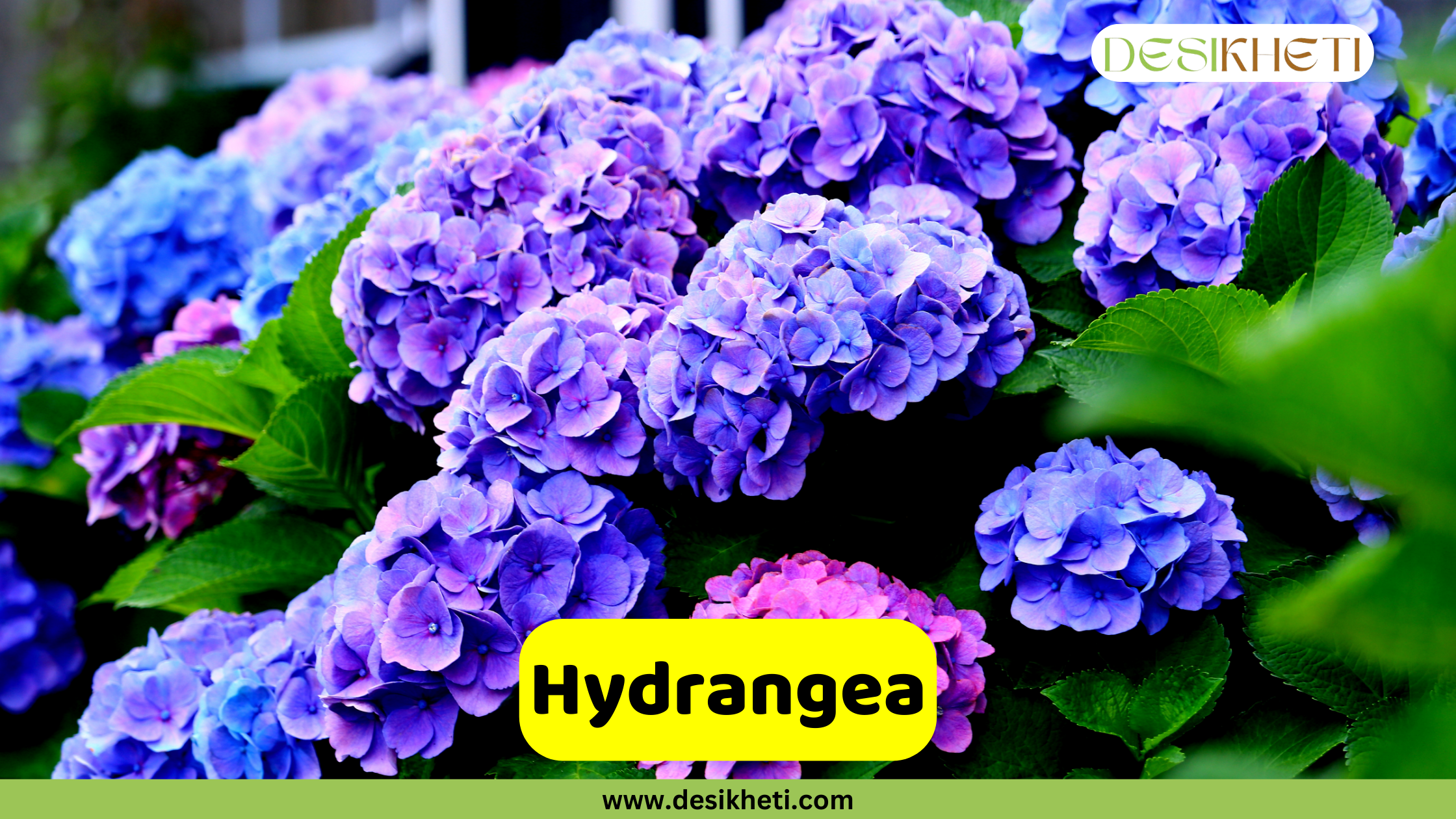Hydrangea
A vibrant shot of a cluster of large Hydrangea blooms in shades of purple and blue. The individual florets are visible, creating a full, rounded flower head. A yellow banner with the text "Hydrangea" is at the bottom. The logo "DESIKHETI" is in the top right corner and the website "www.desikheti.com" is at the bottom of the image.