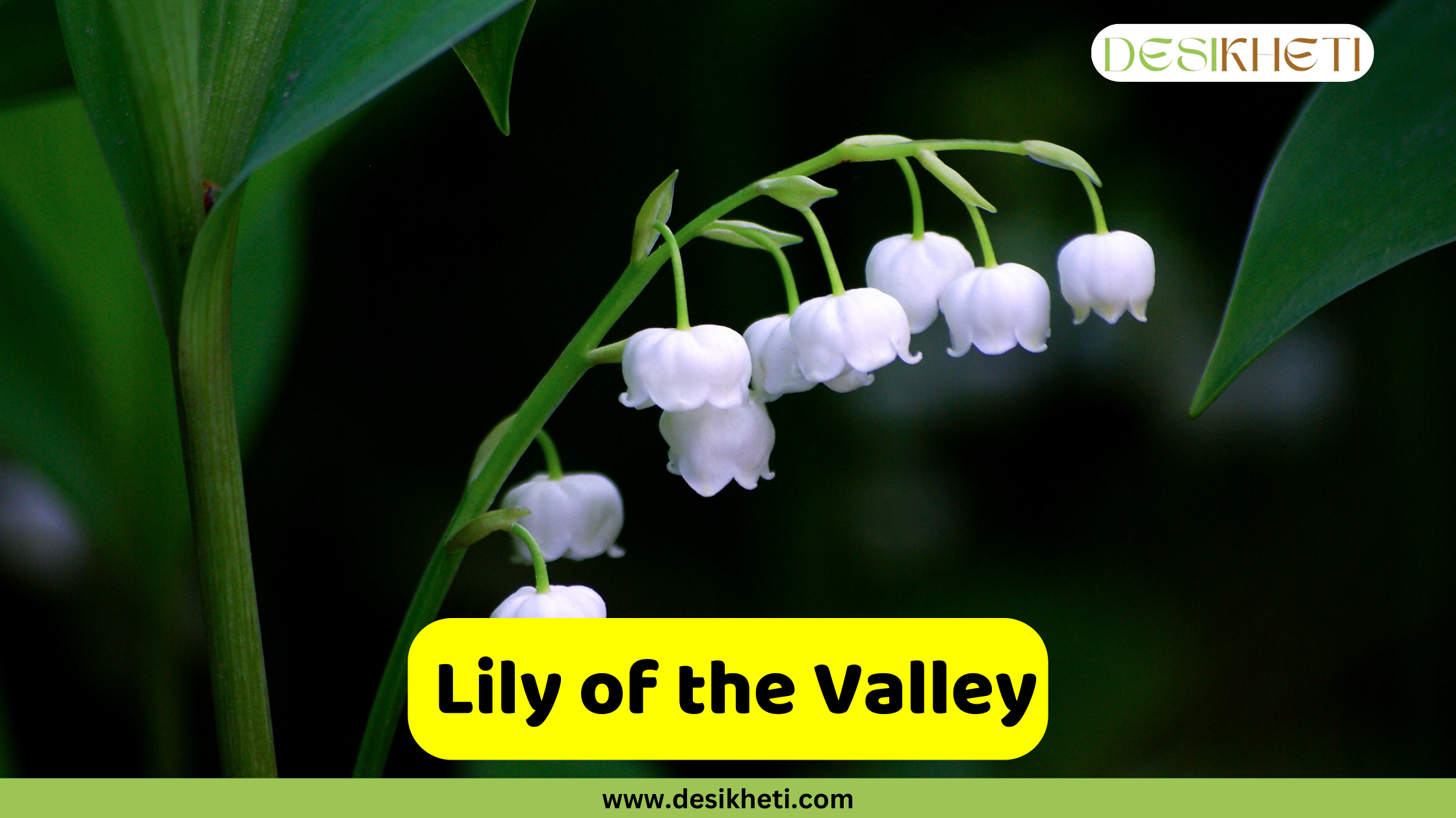 Lily of the Valley A close-up of a stalk of delicate, white Lily of the Valley flowers, which look like small bells hanging from a thin green stem. The flowers are set against a dark, blurred background of green leaves. A yellow banner with the text "Lily of the Valley" is at the bottom. The logo "DESIKHETI" is in the top right corner and the website "www.desikheti.com" is at the bottom of the image.