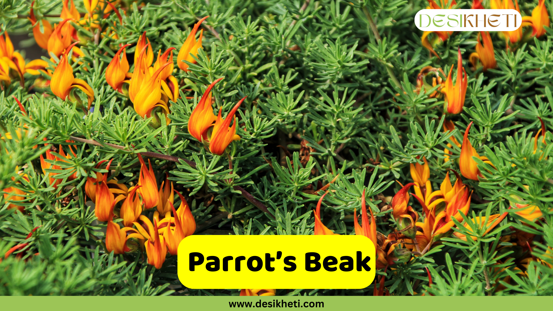 Parrot's Beak
A dense cluster of Parrot's Beak flowers, which are orange and yellow with a distinctive hook shape, growing amongst spiky green foliage. A yellow banner with the text "Parrot's Beak" is at the bottom. The logo "DESIKHETI" is in the top right corner and the website "www.desikheti.com" is at the bottom of the image.