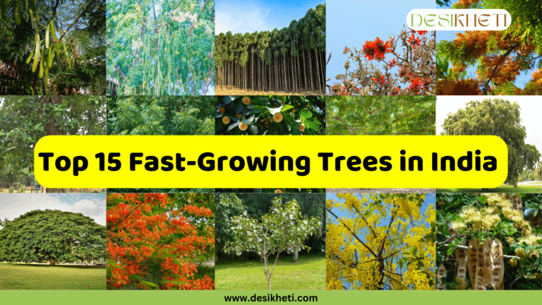 A collage of various trees with a large yellow text box in the center that reads "Top 15 Fast-Growing Trees in India." The collage shows different types of trees, including some with green foliage, flowering trees with red and yellow blossoms, and tall, slender trees in a dense forest. The top right corner has a logo that says "DESIKHETI." The bottom of the image has the website address "www.desikheti.com".