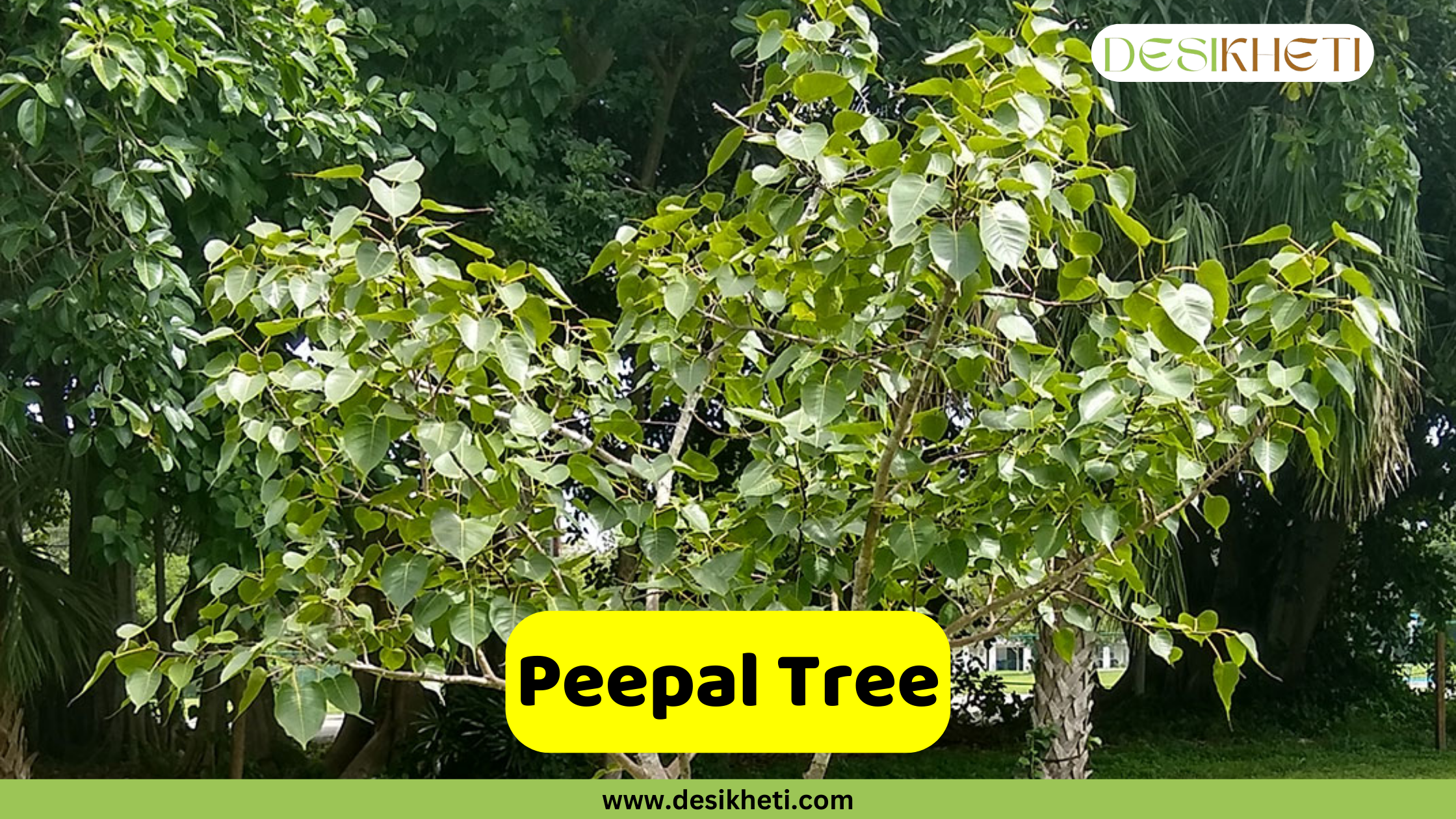
A Peepal tree (Ficus religiosa) with its distinctive heart-shaped leaves on thin branches, standing in a natural environment with other trees in the background. A yellow banner in the foreground reads "Peepal Tree." The top right corner has a logo that says "DESIKHETI," and the bottom of the image has the website address "www.desikheti.com".