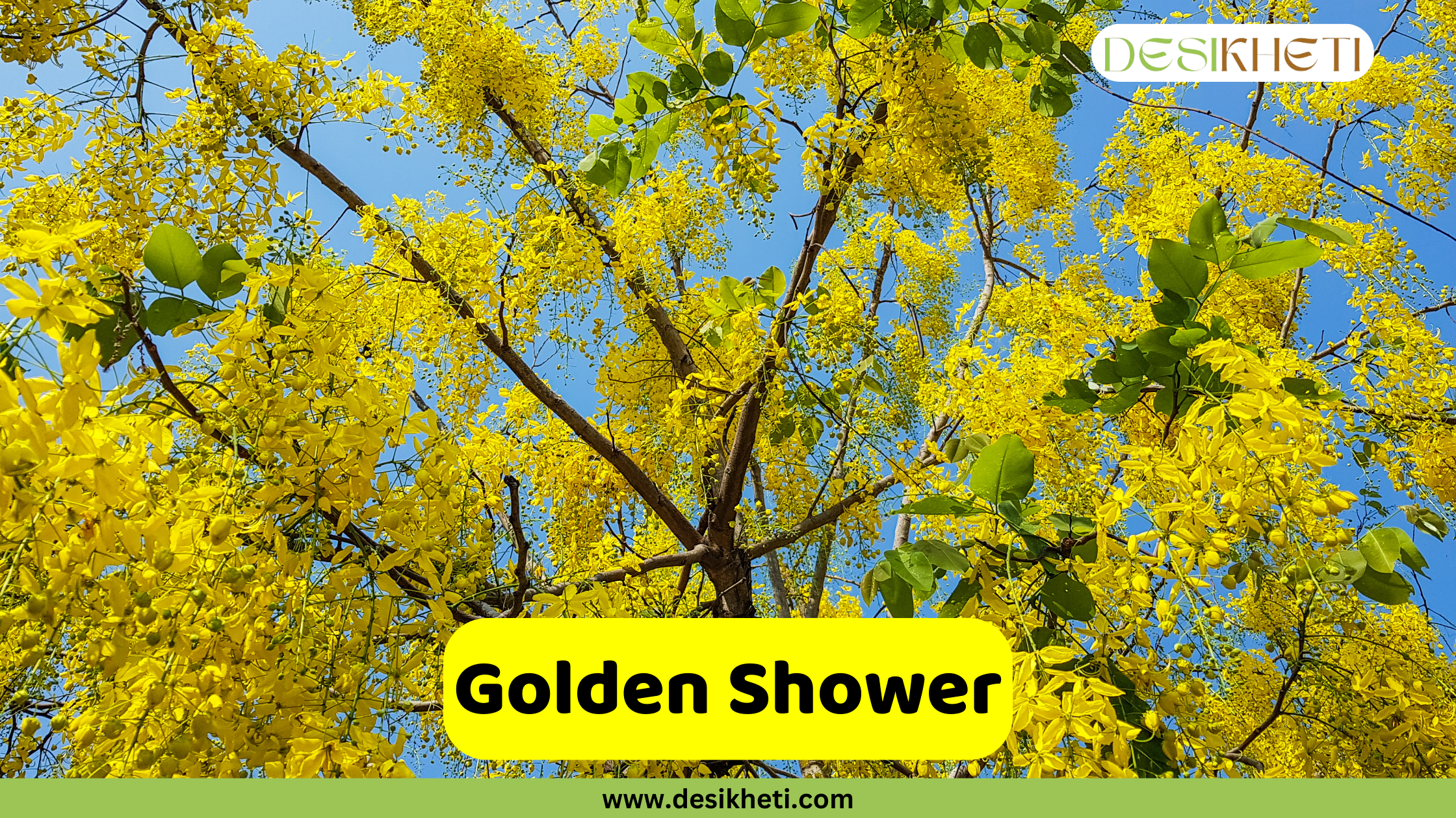 
A close-up of a Golden Shower tree (Cassia fistula) in full bloom, with long, hanging clusters of bright yellow flowers. The branches are visible through the dense cascade of blossoms, set against a blue sky. A yellow banner in the foreground reads "Golden Shower." The top right corner has a logo that says "DESIKHETI," and the bottom of the image has the website address "www.desikheti.com".