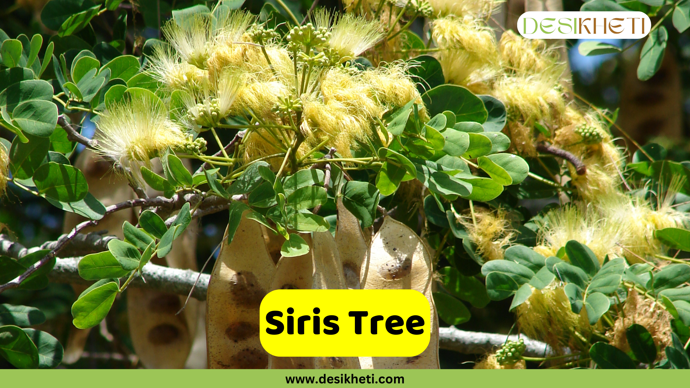 A close-up of a Siris Tree (Albizia lebbeck) showing its feathery, light-yellow flowers and large, flat, brown seed pods hanging from the branches amidst green leaves. A yellow banner in the foreground reads "Siris Tree." The top right corner has a logo that says "DESIKHETI," and the bottom of the image has the website address "www.desikheti.com".