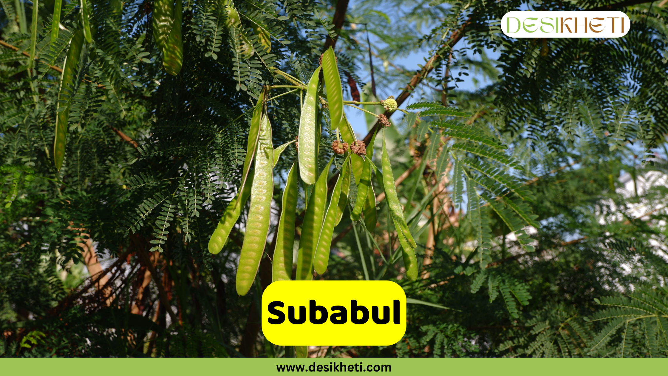 
A close-up of a Subabul tree (Leucaena leucocephala) showing its long, green seed pods hanging from a branch. The pods are surrounded by the tree's fine, feathery green leaves. A yellow banner in the foreground reads "Subabul." The top right corner has a logo that says "DESIKHETI," and the bottom of the image has the website address "www.desikheti.com".