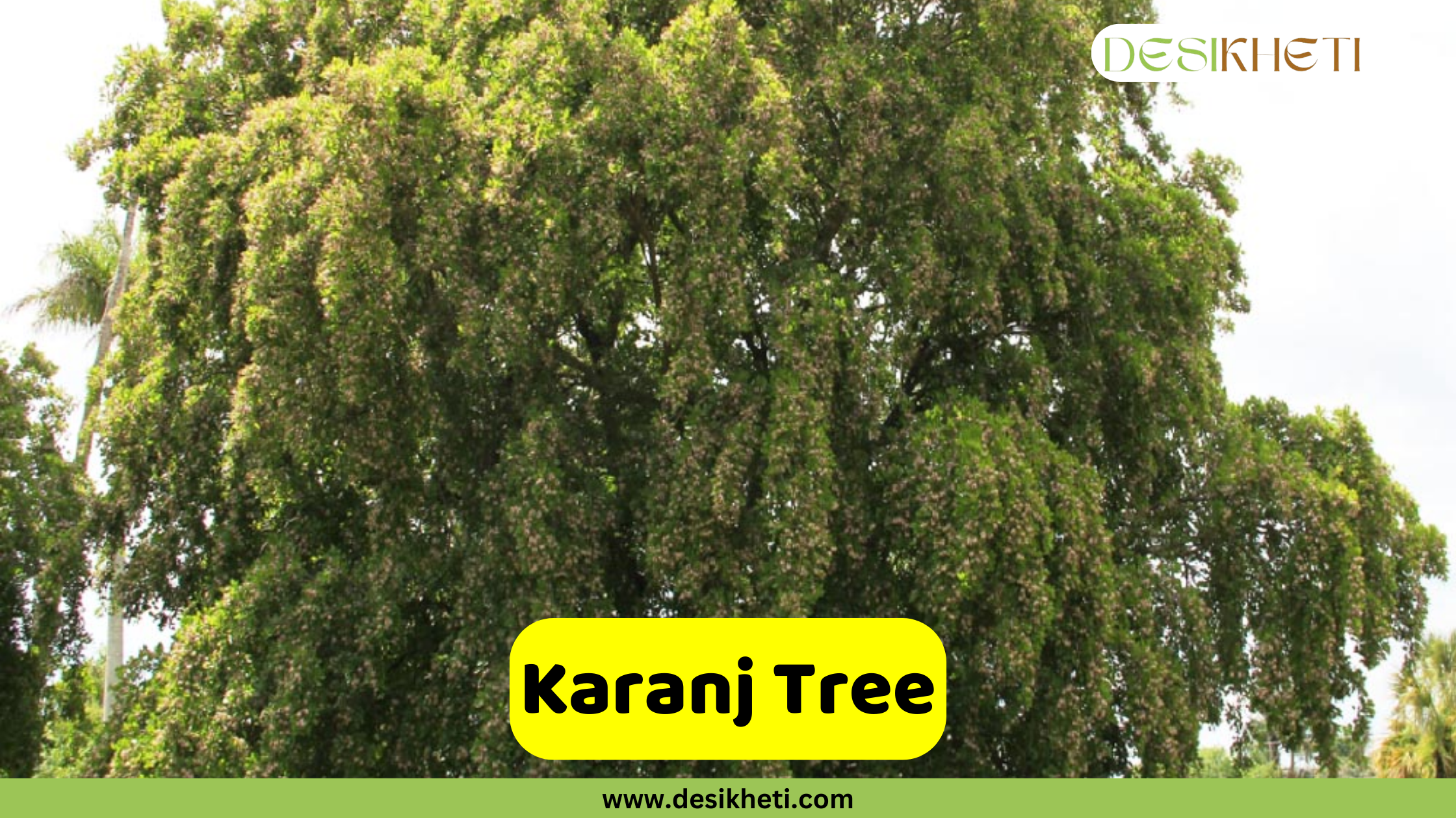 
A wide shot of a large Karanj Tree (Millettia pinnata) with a full, dense canopy of small leaves. The tree appears lush and healthy. A yellow banner in the foreground reads "Karanj Tree." The top right corner has a logo that says "DESIKHETI," and the bottom of the image has the website address "www.desikheti.com".
