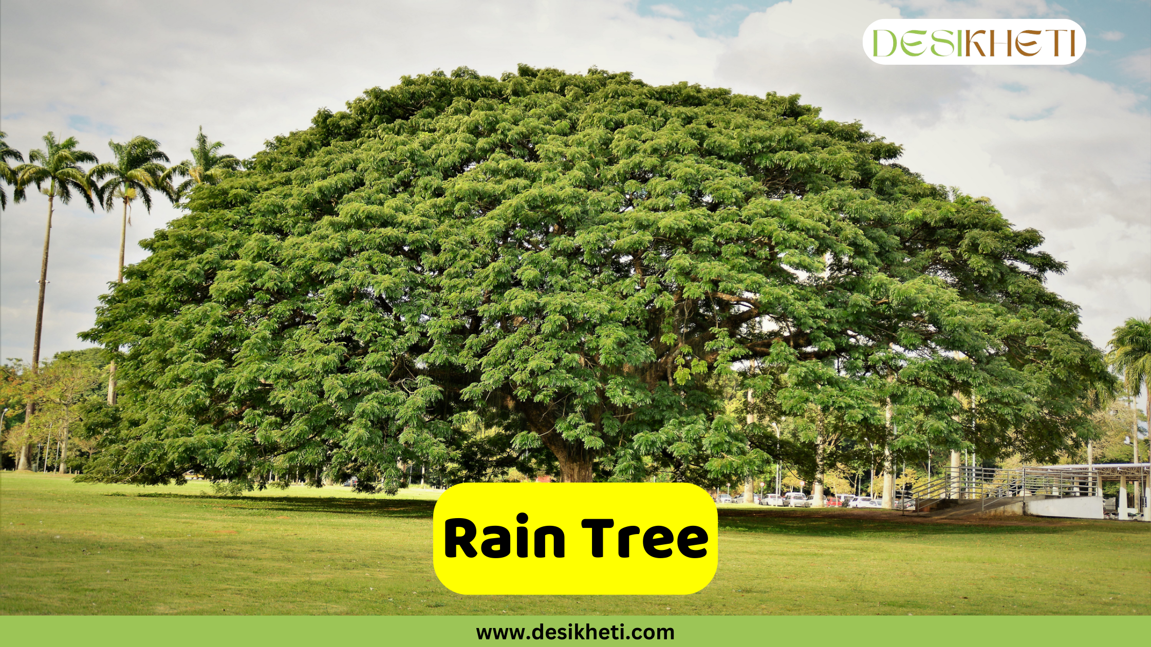 
A massive Rain Tree (Samanea saman) with a huge, sprawling, umbrella-shaped canopy of green foliage, standing alone in a grassy field. Palm trees and a building are visible in the background. A yellow banner in the foreground reads "Rain Tree." The top right corner has a logo that says "DESIKHETI," and the bottom of the image has the website address "www.desikheti.com".







