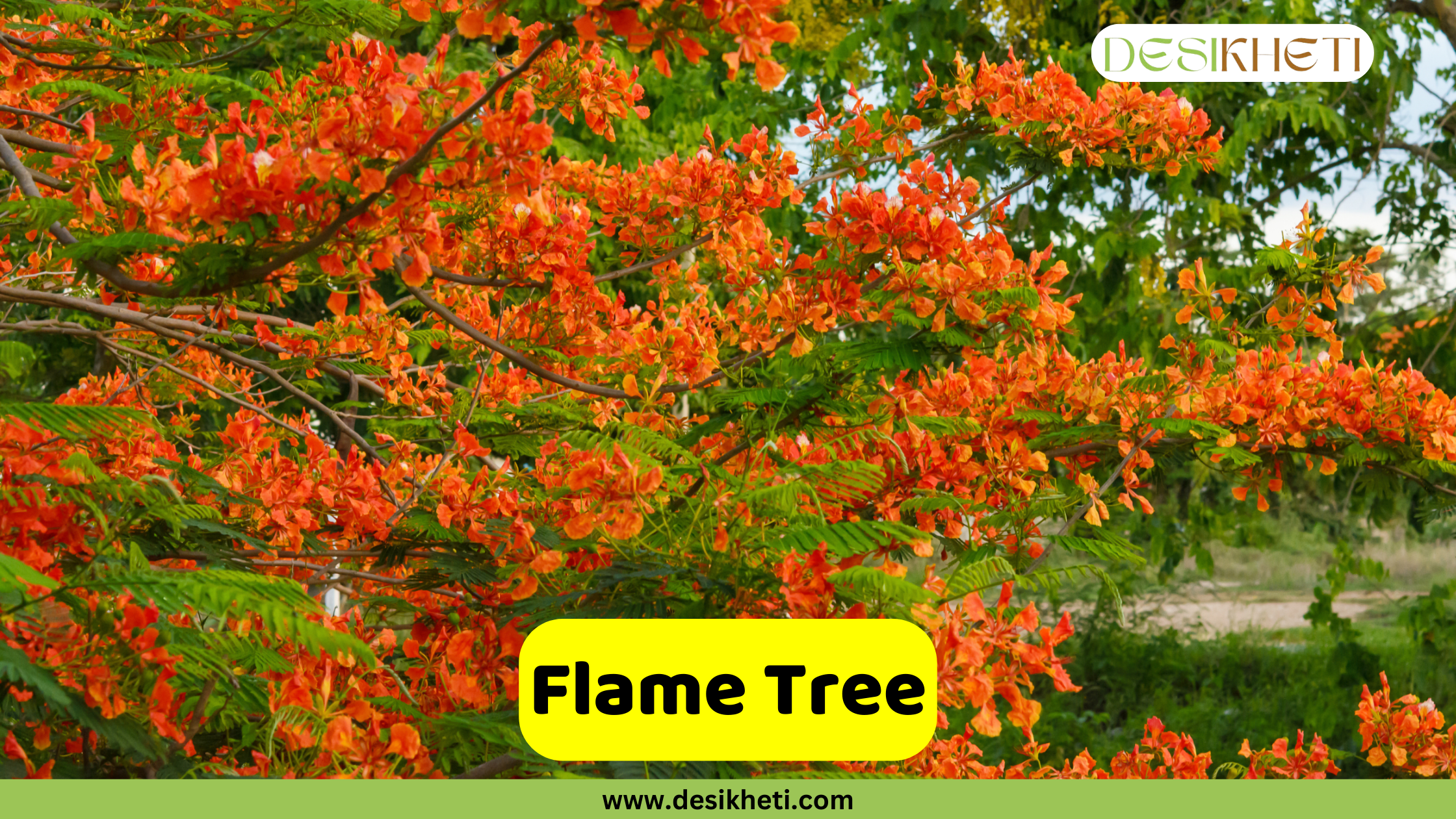 
A close-up of a Flame Tree (Delonix regia) with its vibrant red and orange flowers in full bloom. The colorful blossoms are set against the tree's green, fern-like leaves. A yellow banner in the foreground reads "Flame Tree." The top right corner has a logo that says "DESIKHETI," and the bottom of the image has the website address "www.desikheti.com".