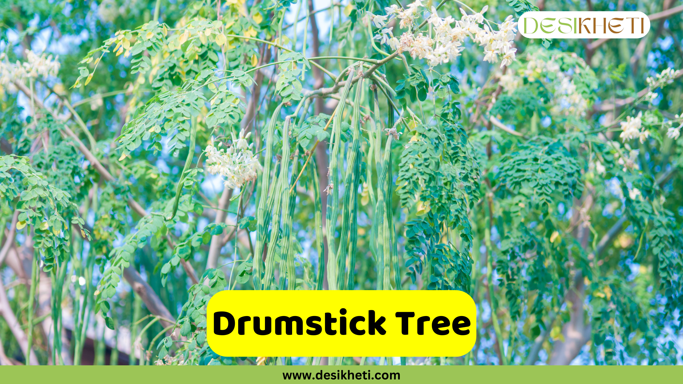 
A close-up of a Drumstick Tree (Moringa oleifera) with its characteristic long, green pods and white flowers hanging from the branches. A yellow banner across the bottom reads "Drumstick Tree." The top right corner has a logo that says "DESIKHETI," and the bottom of the image has the website address "www.desikheti.com".