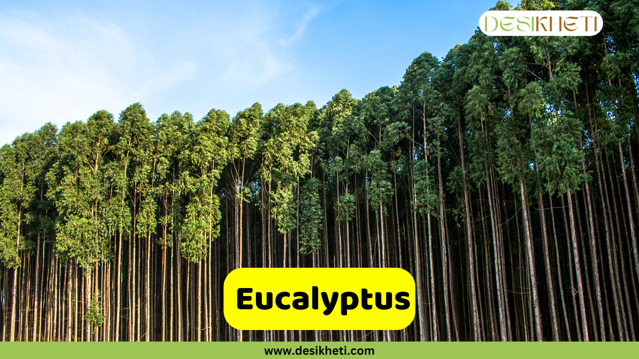 
A dense forest of tall, slender Eucalyptus trees with a clear blue sky in the background. A yellow banner in the foreground reads "Eucalyptus." The top right corner has a logo that says "DESIKHETI," and the bottom of the image has the website address "www.desikheti.com".