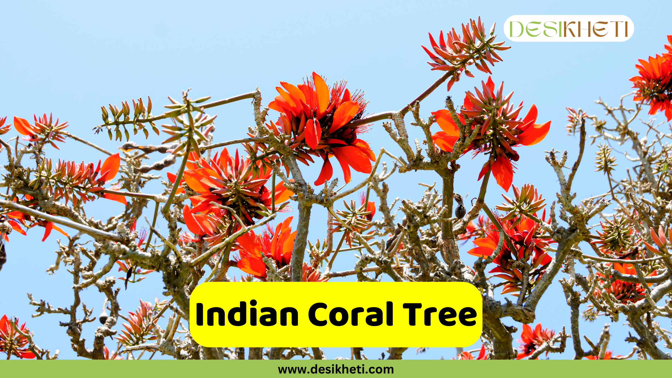 A close-up of an Indian Coral Tree (Erythrina variegata) with its distinctive spiky, red-orange flowers blooming on gnarled, bare branches against a light blue sky. A yellow banner in the foreground reads "Indian Coral Tree." The top right corner has a logo that says "DESIKHETI," and the bottom of the image has the website address "www.desikheti.com".