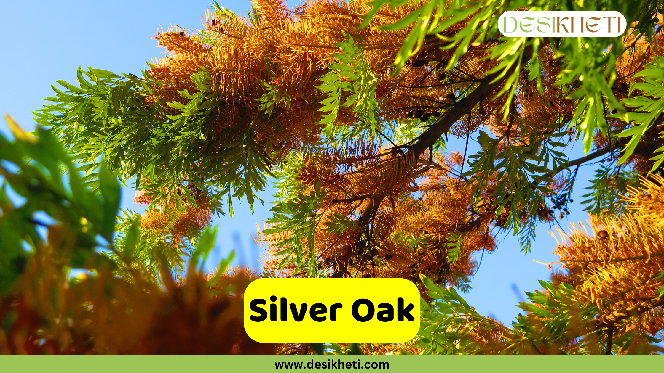 
A close-up of a Silver Oak tree (Grevillea robusta) showing its distinctive fern-like foliage, with leaves that are green on one side and a coppery or silvery-brown on the other, against a clear blue sky. A yellow banner in the foreground reads "Silver Oak." The top right corner has a logo that says "DESIKHETI," and the bottom of the image has the website address "www.desikheti.com".