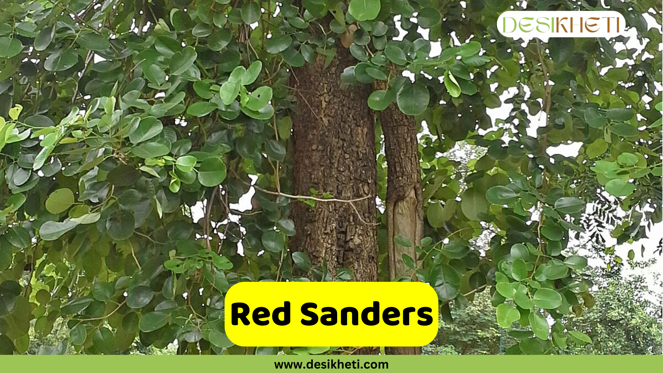 
A close-up of a Red Sanders tree (Pterocarpus santalinus) showing its trunk and green leaves. The leaves are rounded and clustered on the branches. A yellow banner in the foreground reads "Red Sanders." The top right corner has a logo that says "DESIKHETI," and the bottom of the image has the website address "www.desikheti.com".
