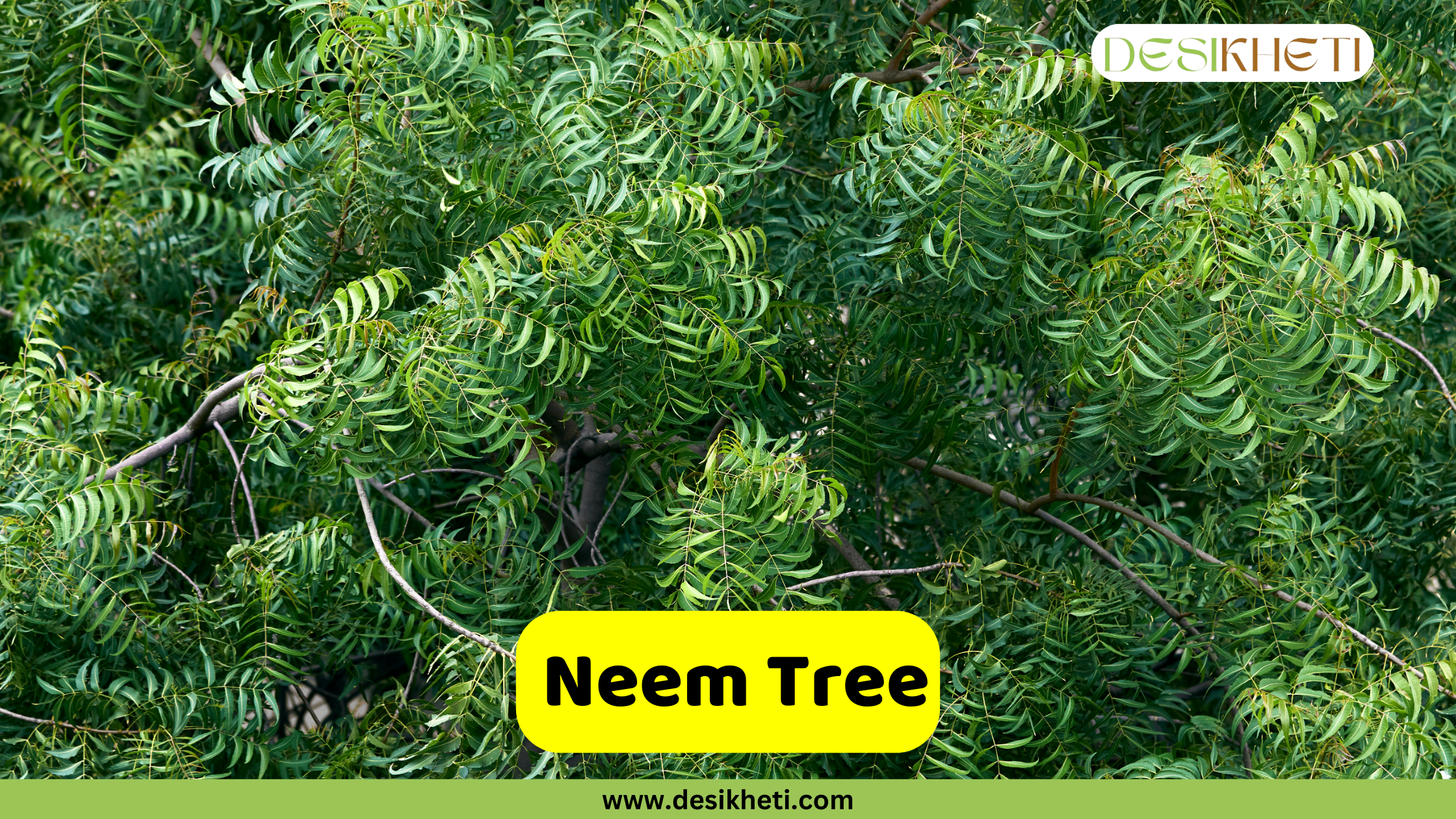 
A close-up of a Neem Tree (Azadirachta indica) with its dense canopy of small, serrated green leaves. The branches and leaves are tightly packed, creating a lush texture. A yellow banner in the foreground reads "Neem Tree." The top right corner has a logo that says "DESIKHETI," and the bottom of the image has the website address "www.desikheti.com".
