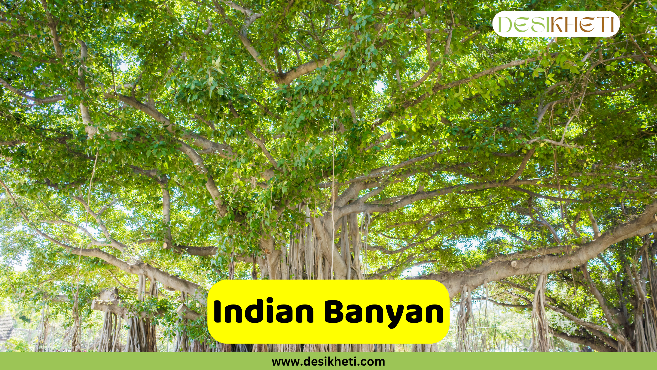 
A massive Indian Banyan tree (Ficus benghalensis) with its sprawling canopy, thick branches, and numerous aerial prop roots hanging down to the ground, creating a wide, shaded area. A yellow banner in the foreground reads "Indian Banyan." The top right corner has a logo that says "DESIKHETI," and the bottom of the image has the website address "www.desikheti.com".