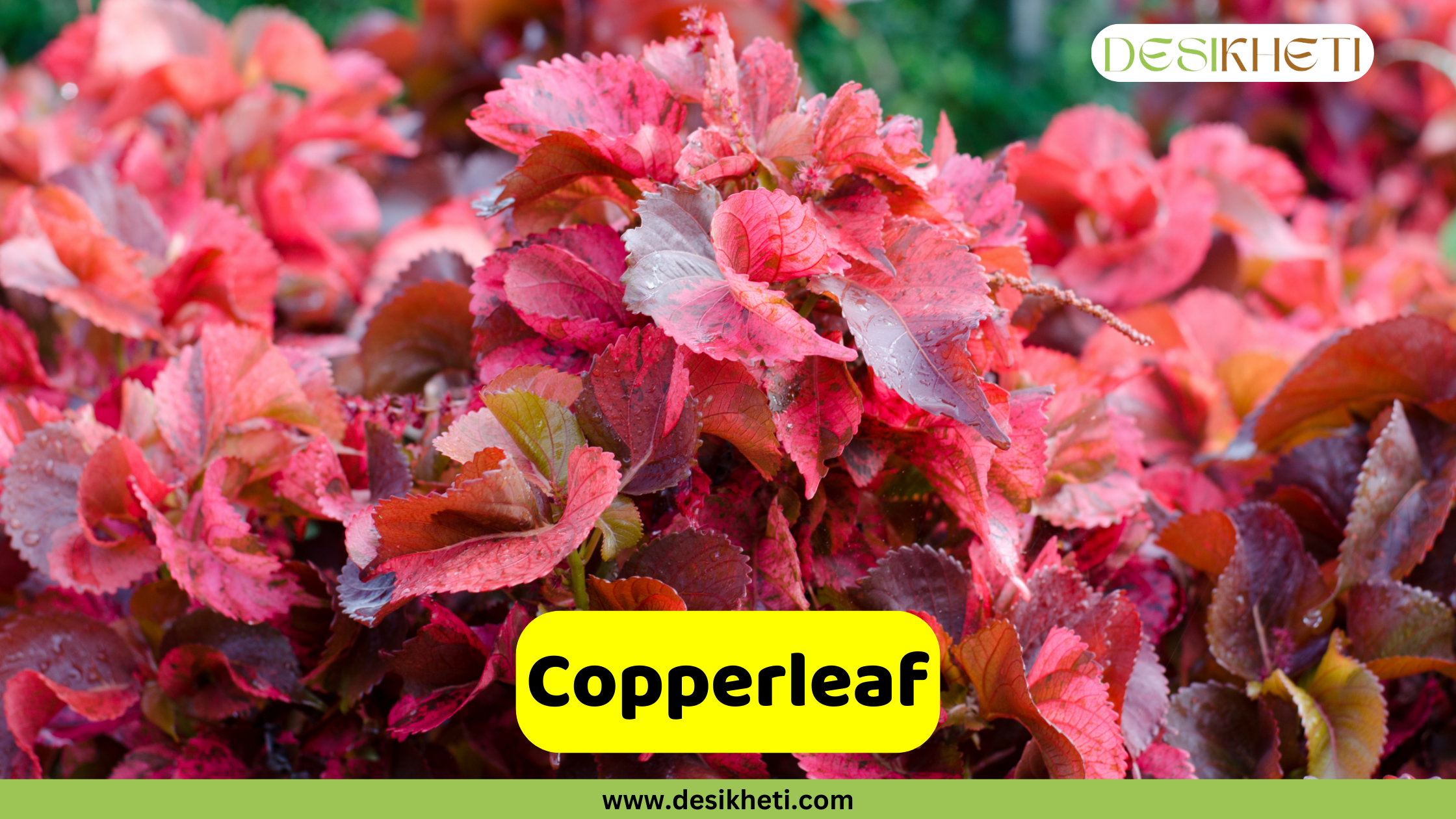 
A close-up shot of a Copperleaf plant with vibrant red and green leaves. The text "Copperleaf" is prominently displayed in a yellow box, and the logo "DESIKHETI" is in the top right corner. The website "www.desikheti.com" is at the bottom of the image.