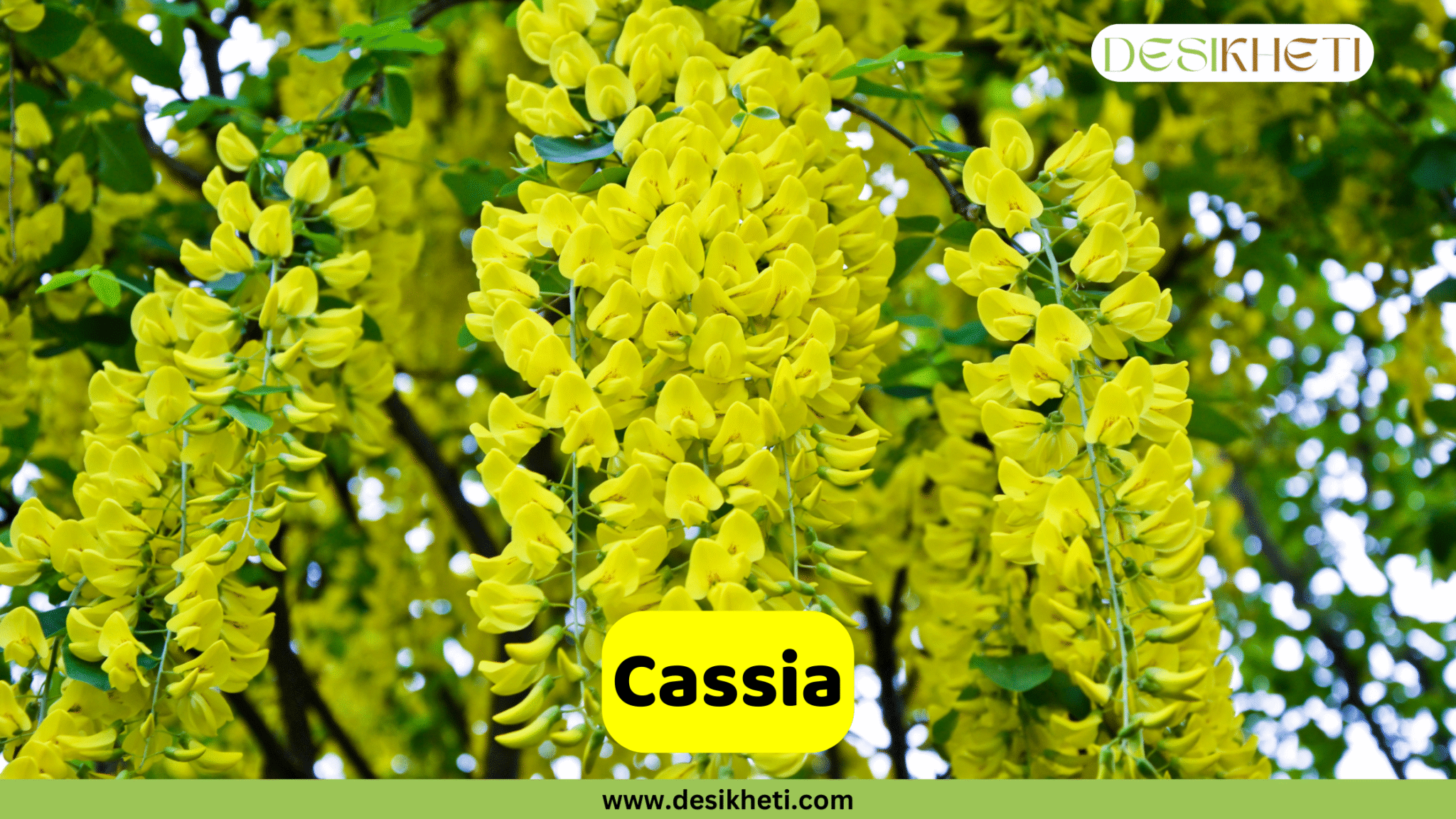 Top 20 Shrub Plants in India for a Beautiful Garden - DesiKheti