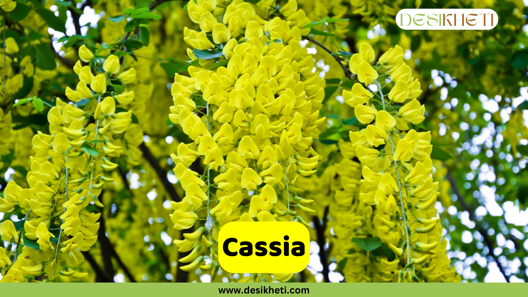 
A close-up of a Cassia tree with long, drooping clusters of bright yellow flowers. The text "Cassia" is in a yellow box at the bottom. The "DESIKHETI" logo is in the top right corner, and the website "www.desikheti.com" is at the bottom of the image.