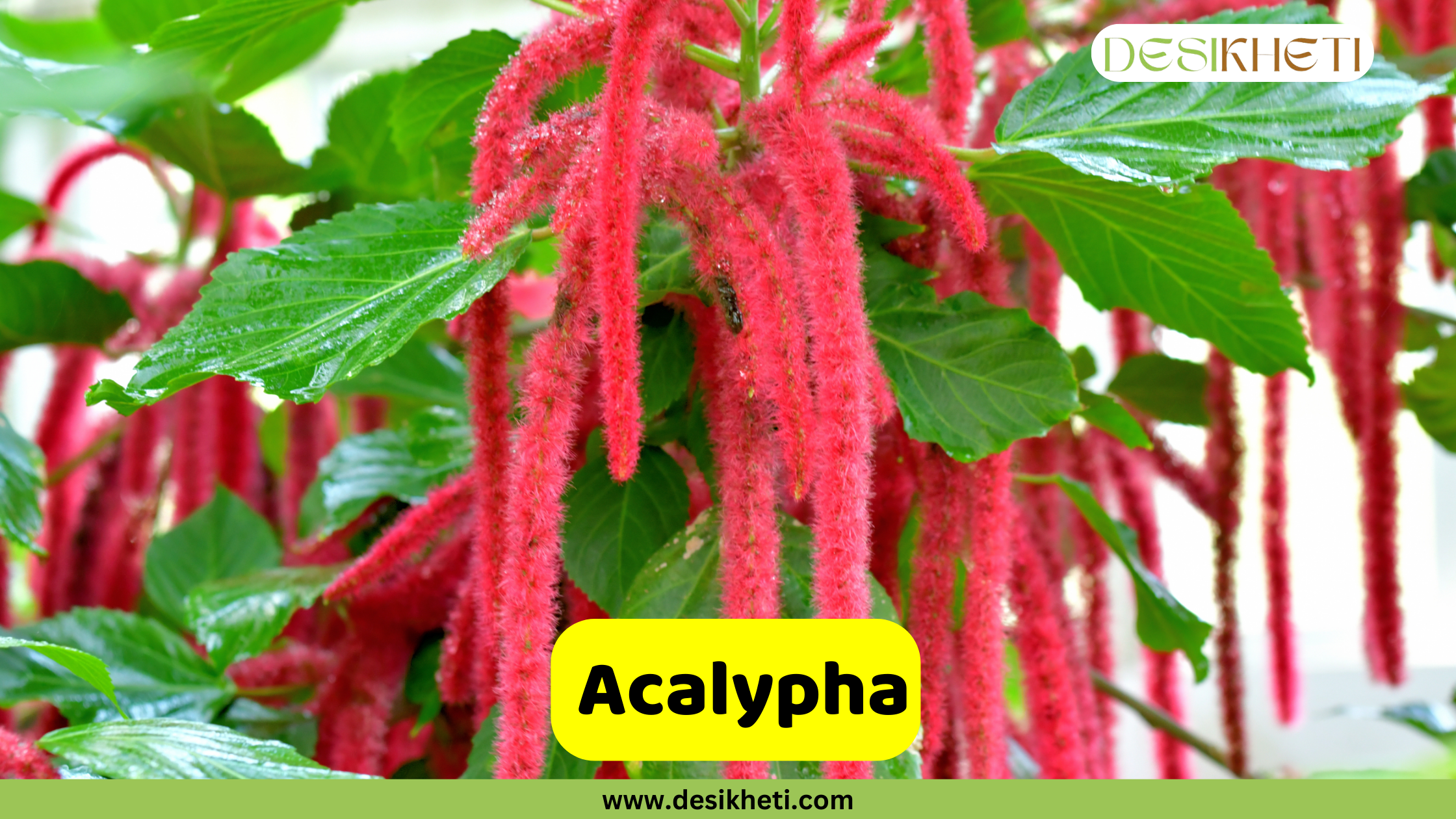 
A close-up of an Acalypha plant with its distinctive long, drooping, fuzzy red flowers, known as chenille. The text "Acalypha" is in a yellow box at the bottom. The "DESIKHETI" logo is in the top right corner, and the website "www.desikheti.com" is at the bottom of the image.