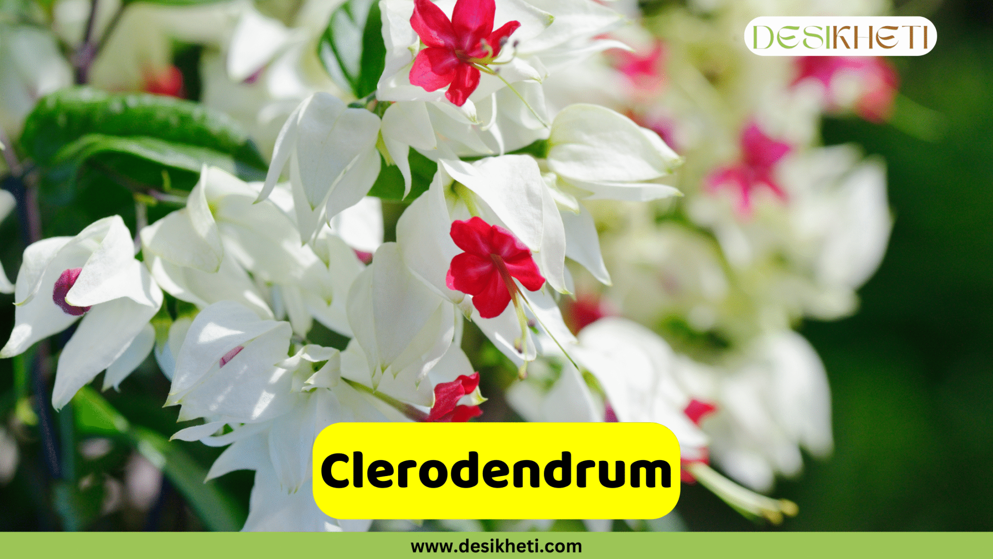 Top 20 Shrub Plants in India for a Beautiful Garden - DesiKheti