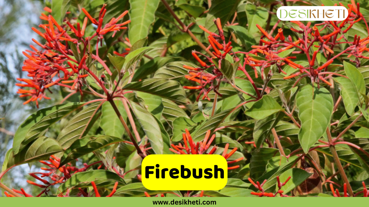 Top 20 Shrub Plants in India for a Beautiful Garden - DesiKheti