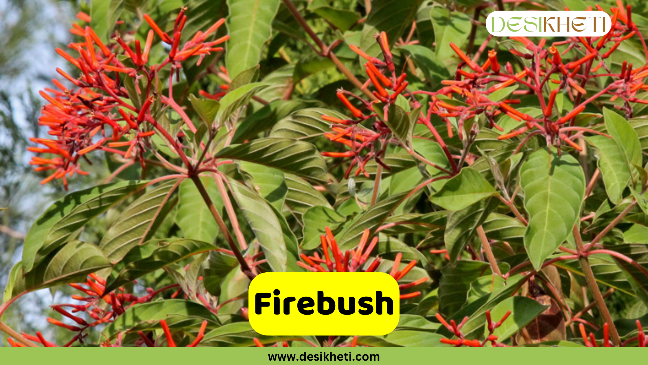
A close-up of a Firebush plant, also known as the hummingbird bush, with clusters of tubular red flowers and deep green leaves. The text "Firebush" is displayed in a yellow box, with the "DESIKHETI" logo in the top right corner. The website "www.desikheti.com" is visible at the bottom of the image.
