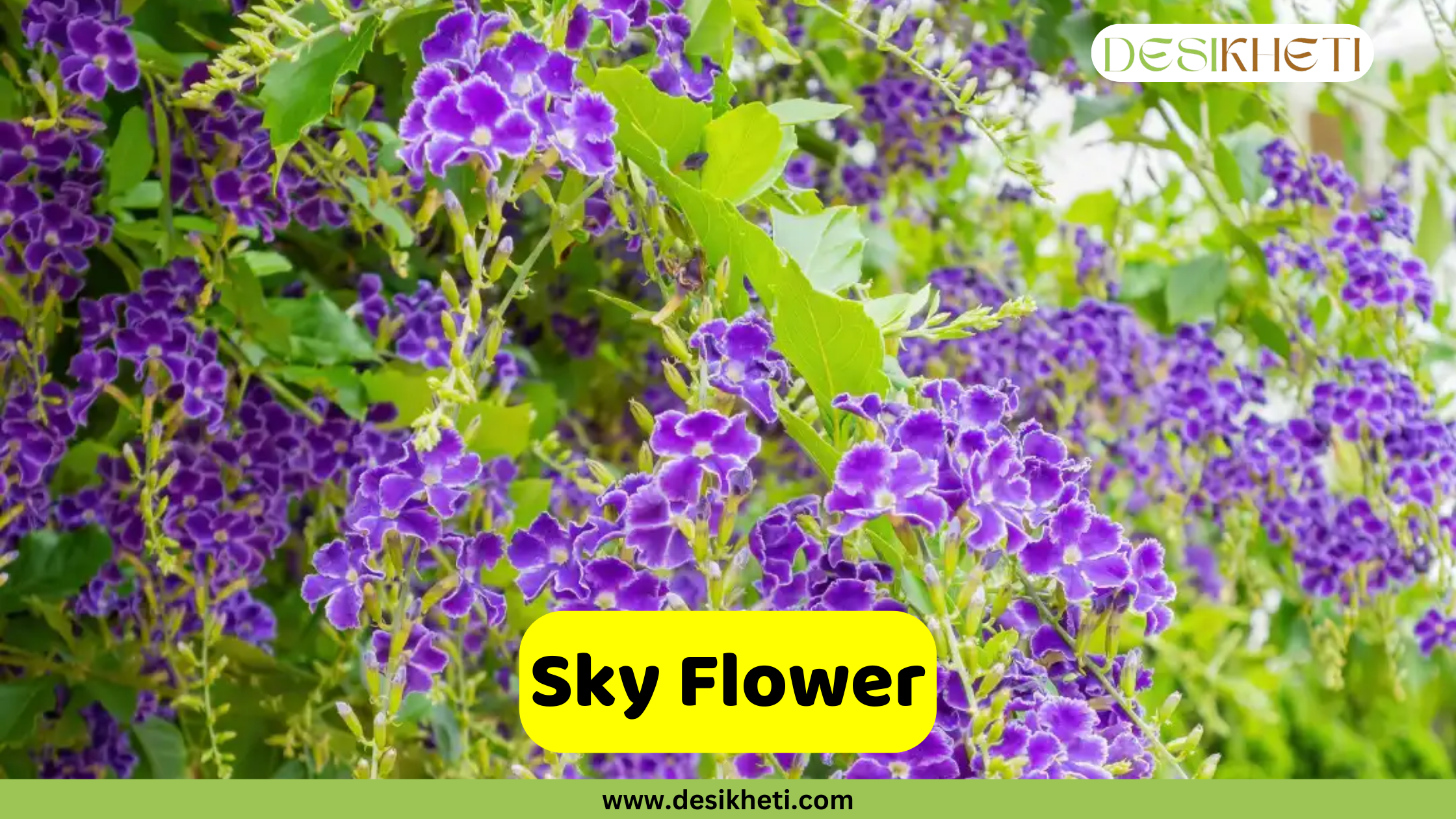 
A close-up of a Sky Flower plant, showing clusters of vibrant purple flowers with white edges and green leaves. The text "Sky Flower" is in a yellow box at the bottom. The "DESIKHETI" logo is in the top right corner, and the website "www.desikheti.com" is at the bottom of the image.