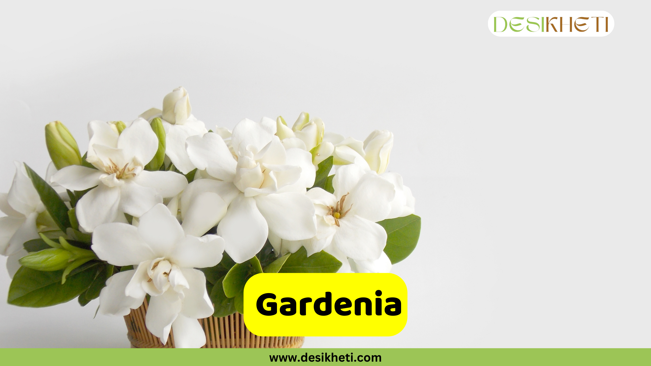 
A wicker basket filled with a bouquet of white Gardenia flowers and buds, set against a simple white background. The text "Gardenia" is in a yellow box at the bottom. The "DESIKHETI" logo is in the top right corner, and the website "www.desikheti.com" is at the bottom of the image.