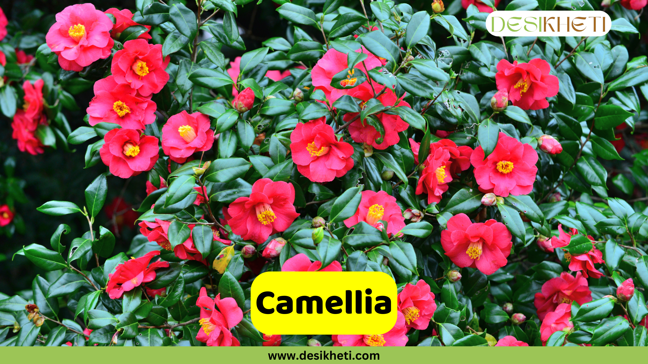 
A dense bush of a Camellia plant covered in bright pink flowers with yellow centers and glossy green leaves. The text "Camellia" is in a yellow box. The "DESIKHETI" logo is in the top right corner, and the website "www.desikheti.com" is at the bottom of the image.