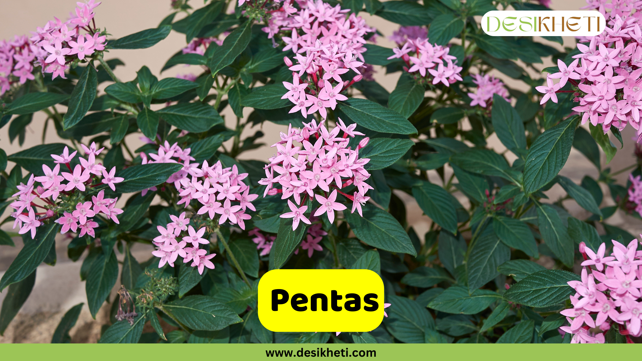 
A close-up of a Pentas plant, also known as the Egyptian starcluster, showing clusters of small, star-shaped pink flowers and dark green leaves. The text "Pentas" is in a yellow box at the bottom. The "DESIKHETI" logo is in the top right corner, and the website "www.desikheti.com" is at the bottom of the image.