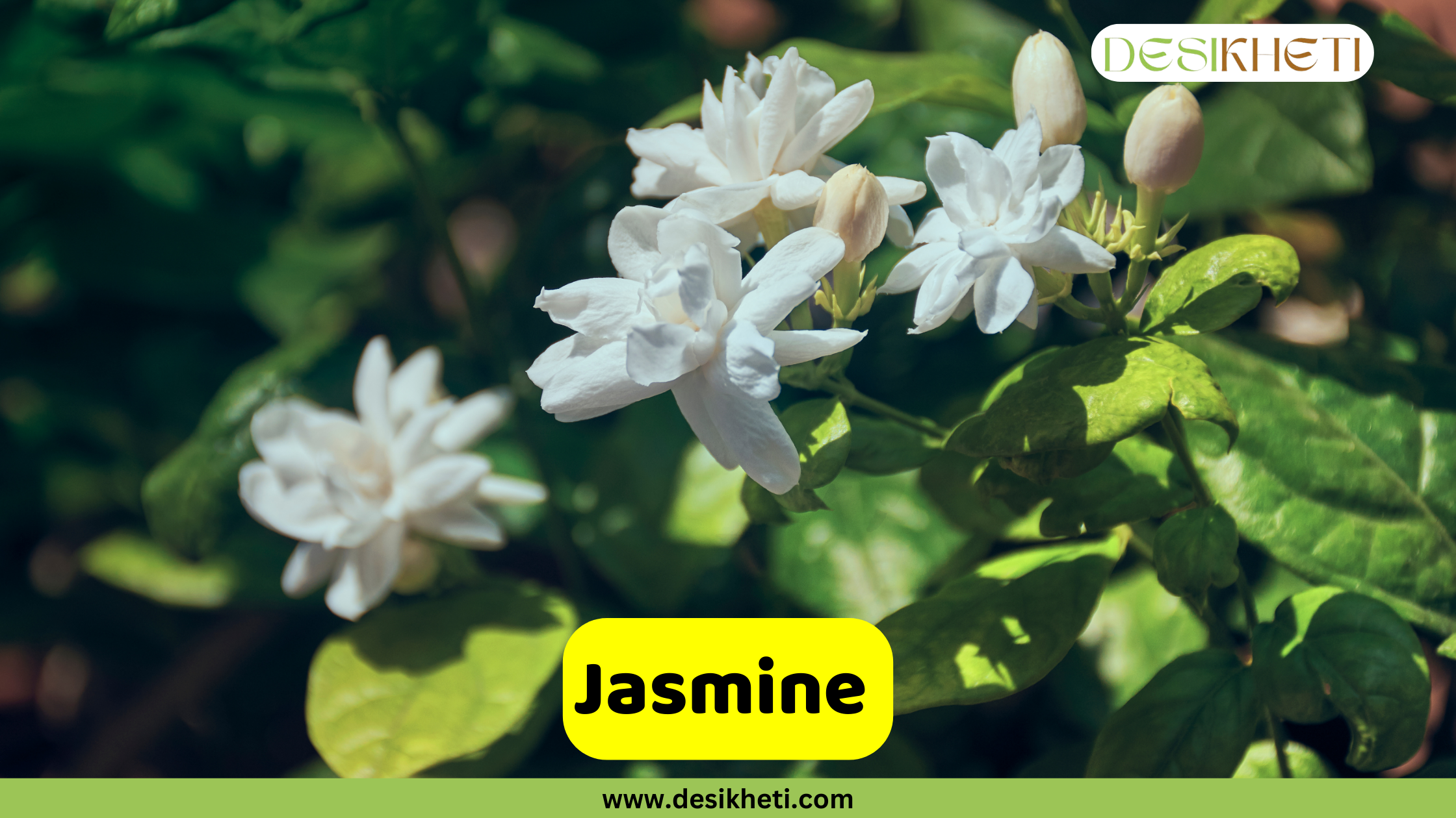 
A close-up of a Jasmine plant with several white flowers and buds among green leaves. The text "Jasmine" is written in a yellow box, and the "DESIKHETI" logo is visible in the top right corner. The bottom of the image shows the website address "www.desikheti.com".