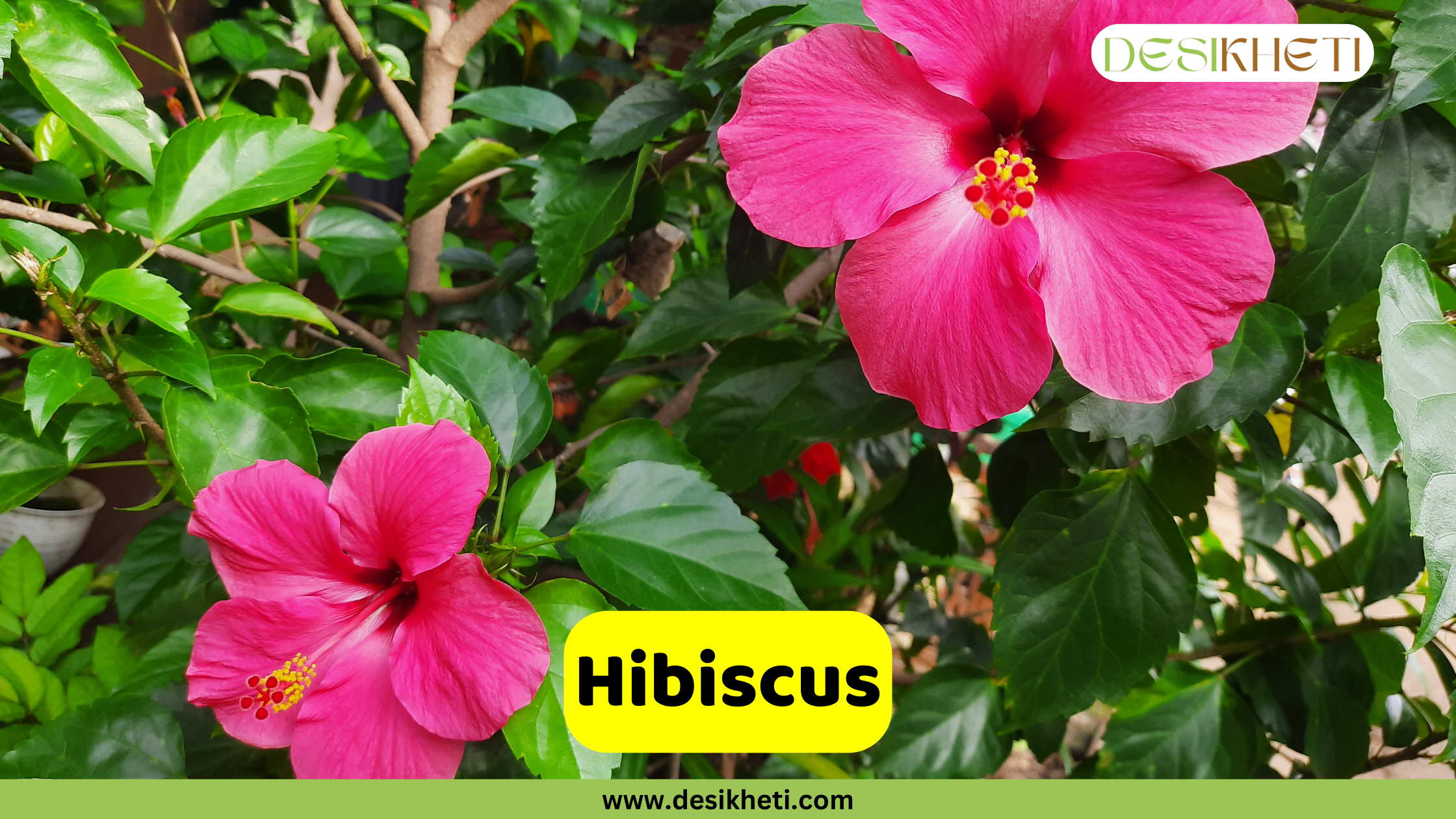 
A close-up of a Hibiscus plant, featuring two large, vibrant pink flowers with a central stamen among its green leaves. The text "Hibiscus" is in a yellow box at the bottom. The "DESIKHETI" logo is in the top right corner, and the website "www.desikheti.com" is at the bottom of the image.