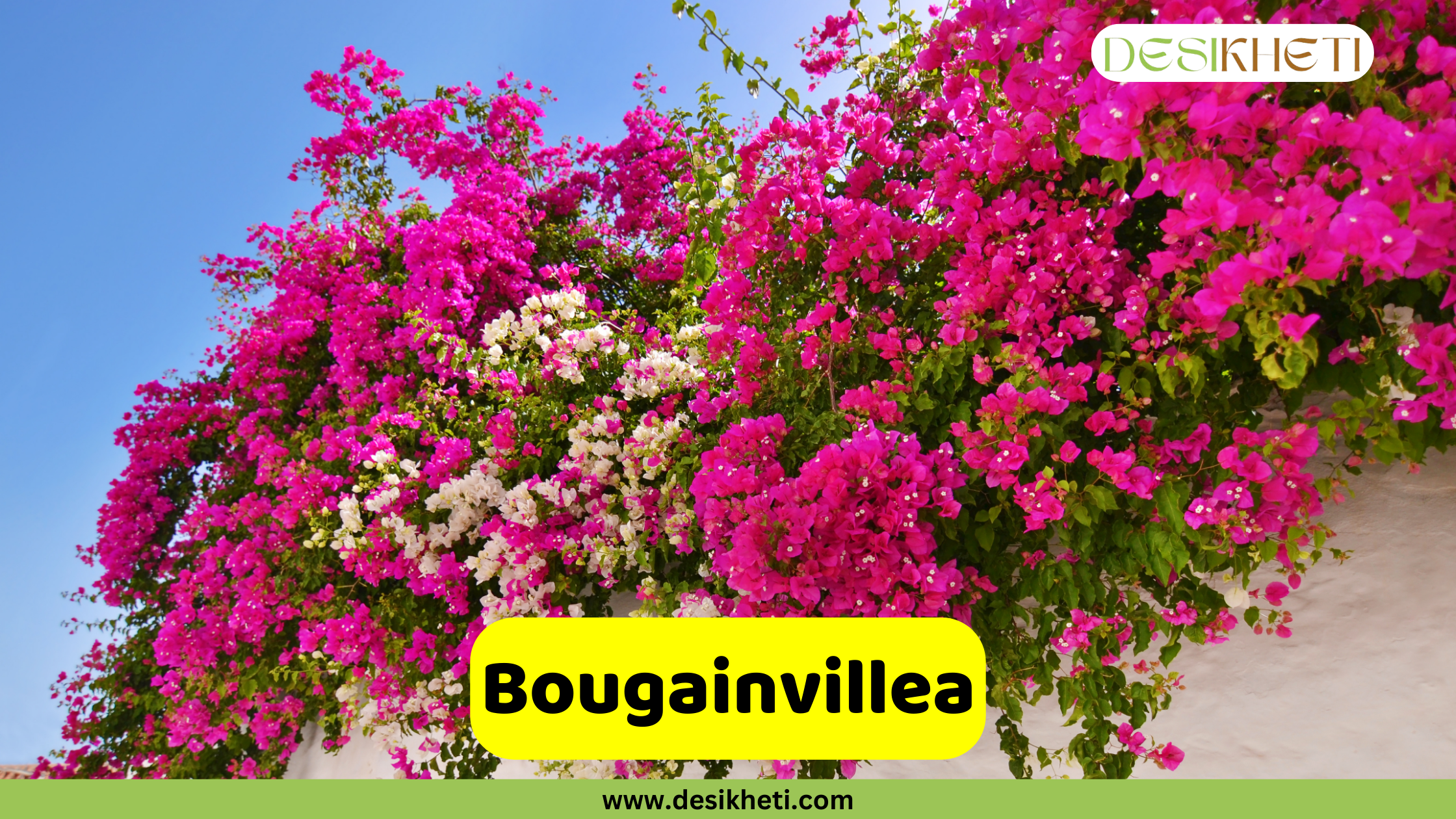 
A close-up of a large Bougainvillea vine, covered in vibrant pink and white bracts, climbing up a white wall against a clear blue sky. The text "Bougainvillea" is in a yellow box at the bottom. The "DESIKHETI" logo is in the top right corner, and the website "www.desikheti.com" is at the bottom of the image.