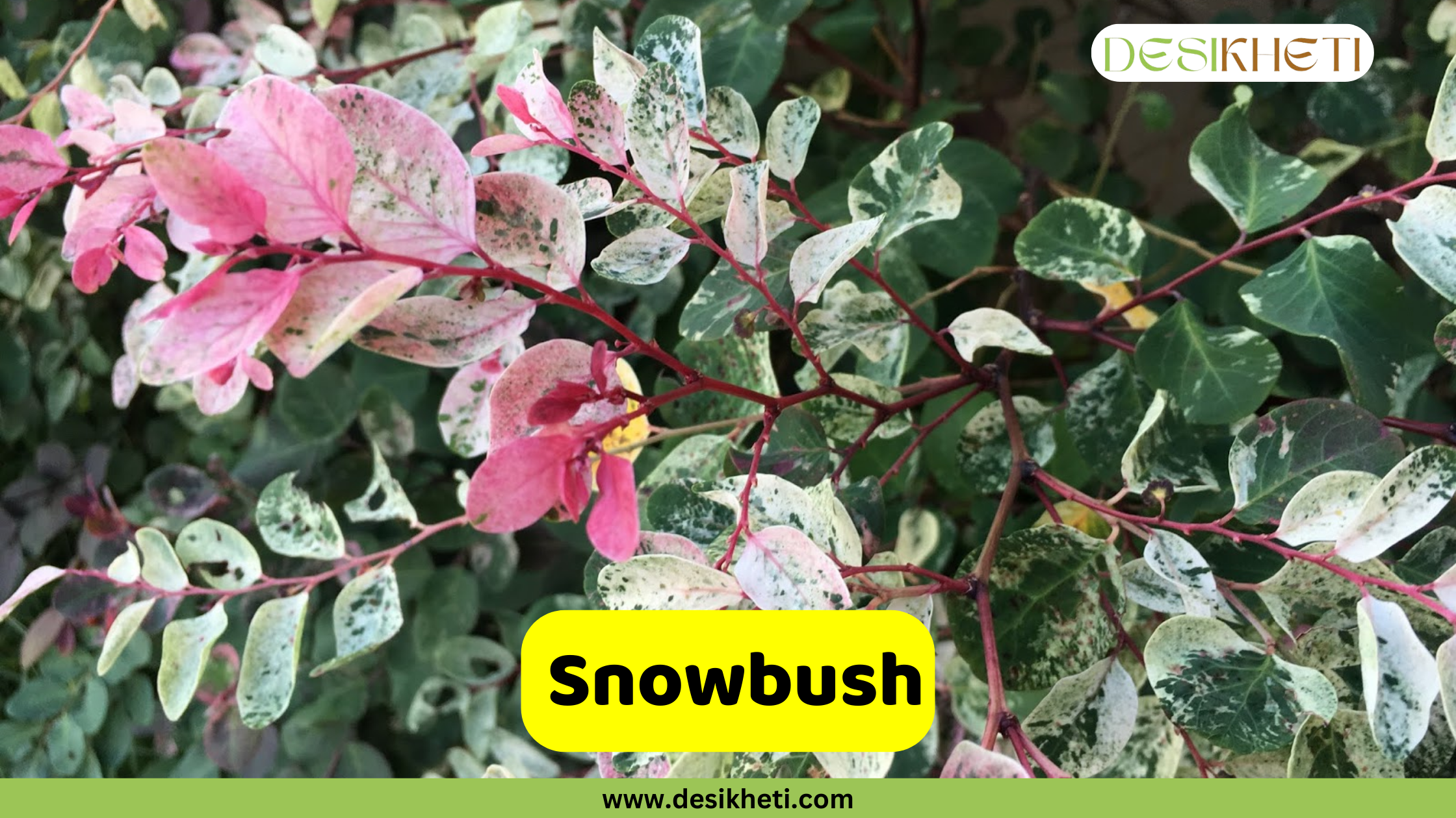 
A close-up of a Snowbush plant, showcasing its multi-colored leaves in shades of pink, white, and green. The "DESIKHETI" logo is in the top right corner, and the text "Snowbush" is displayed in a yellow box. The website "www.desikheti.com" is visible at the bottom of the image.