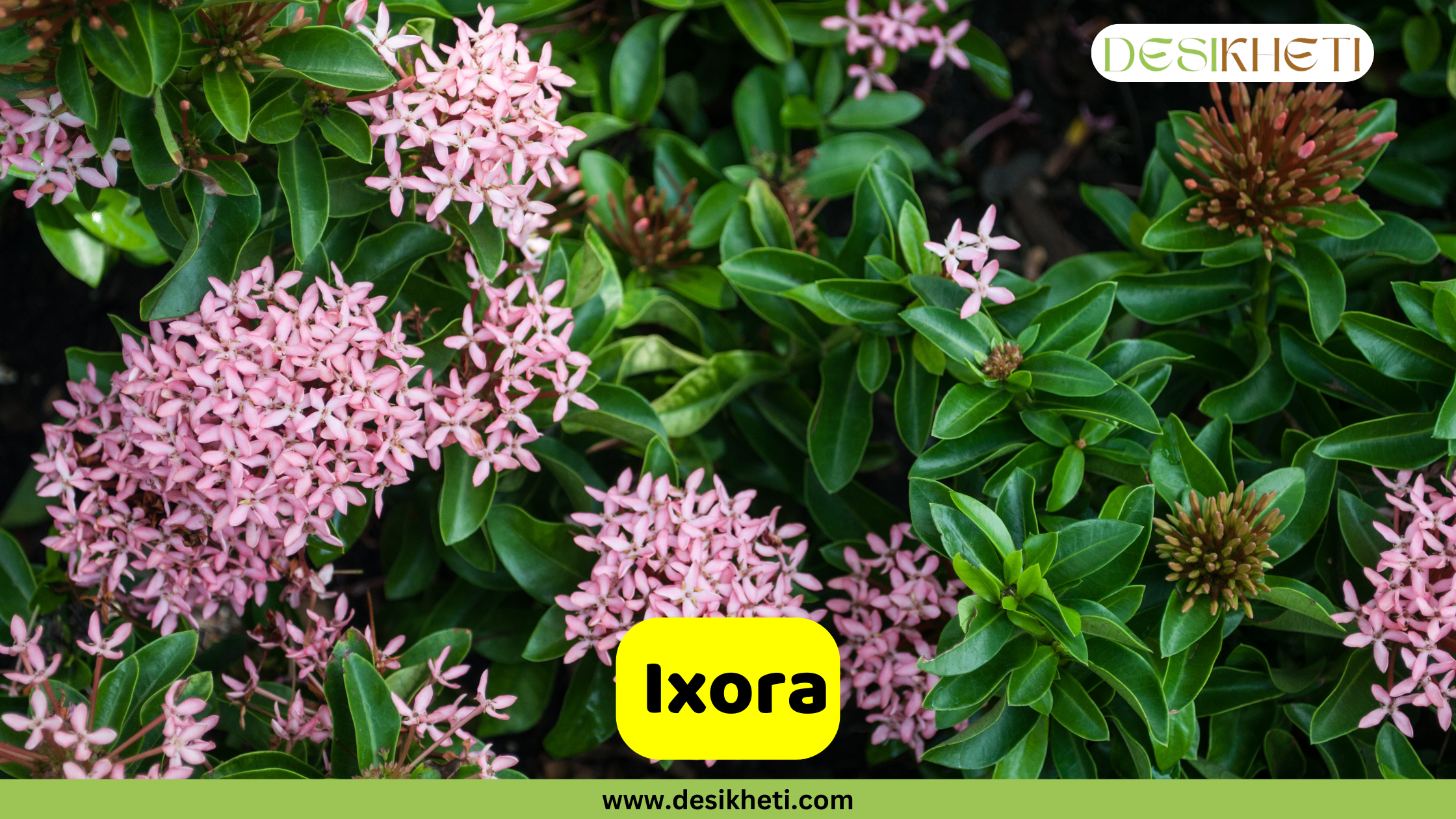 
A close-up of an Ixora plant, featuring several clusters of light pink flowers and some reddish-brown flower buds. The plant has glossy green leaves. The text "Ixora" is displayed in a yellow box, with the "DESIKHETI" logo in the top right corner. The website "www.desikheti.com" is visible at the bottom of the image.