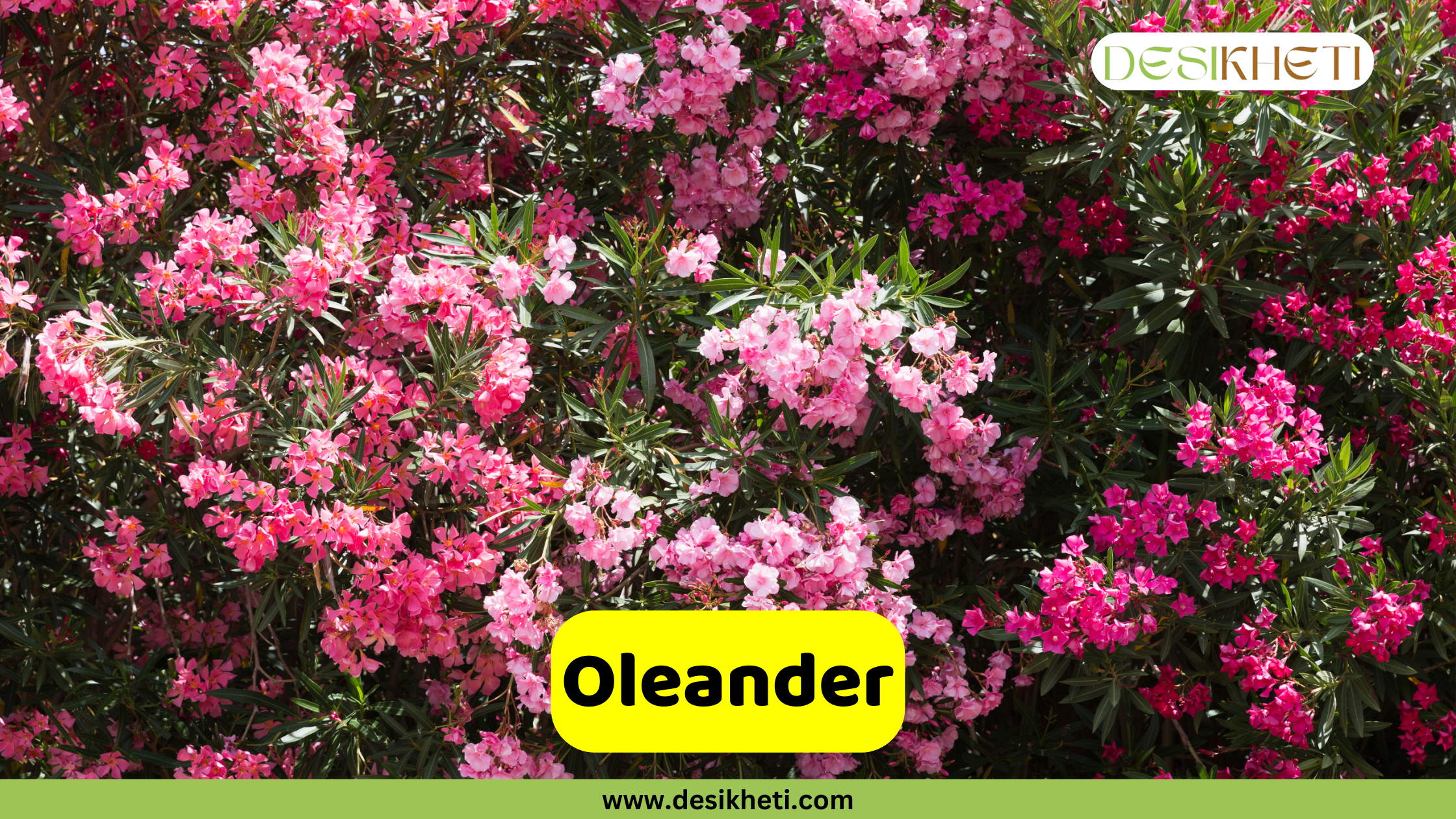 
A full shot of an Oleander plant covered in abundant pink flowers. The text "Oleander" is written in a yellow box at the bottom. The "DESIKHETI" logo is in the top right corner, and the website "www.desikheti.com" is at the bottom of the image.