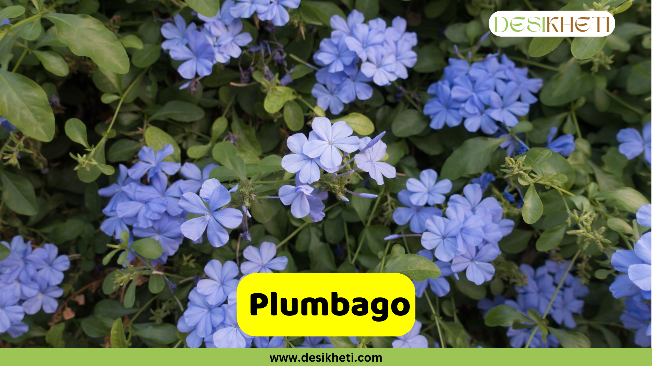 
A close-up of a Plumbago plant with multiple clusters of delicate light blue flowers and vibrant green leaves. The text "Plumbago" is in a yellow box at the bottom. The "DESIKHETI" logo is in the top right corner, and the website "www.desikheti.com" is at the very bottom of the image.