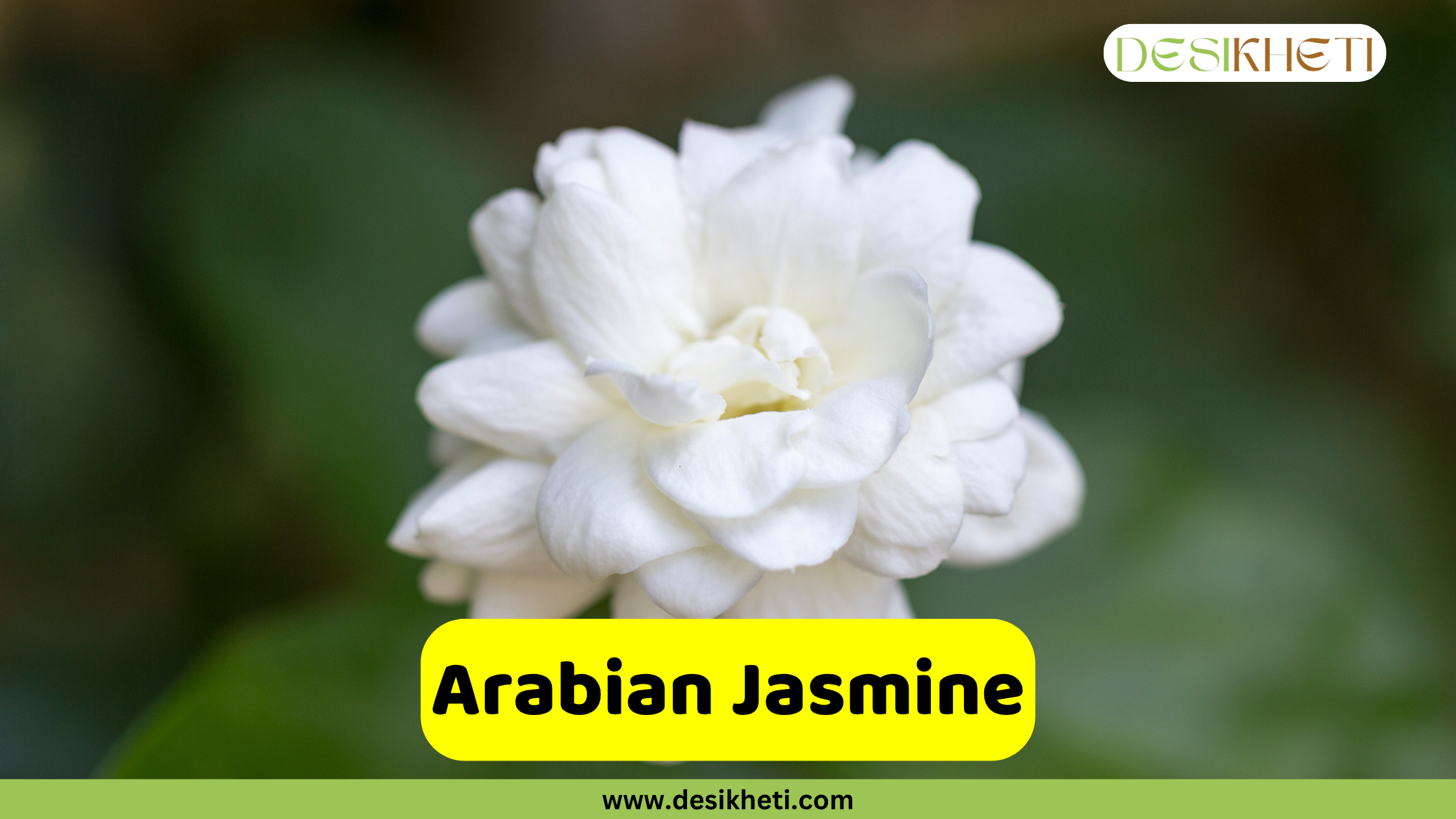 
A close-up shot of a white, multi-petaled Arabian Jasmine flower in full bloom against a blurry green background. The text "Arabian Jasmine" is prominently displayed on a yellow rectangular overlay in the lower center of the image. The top right corner features a logo with the text "DESIKHETI", and the bottom center has the website address "www.desikheti.com".